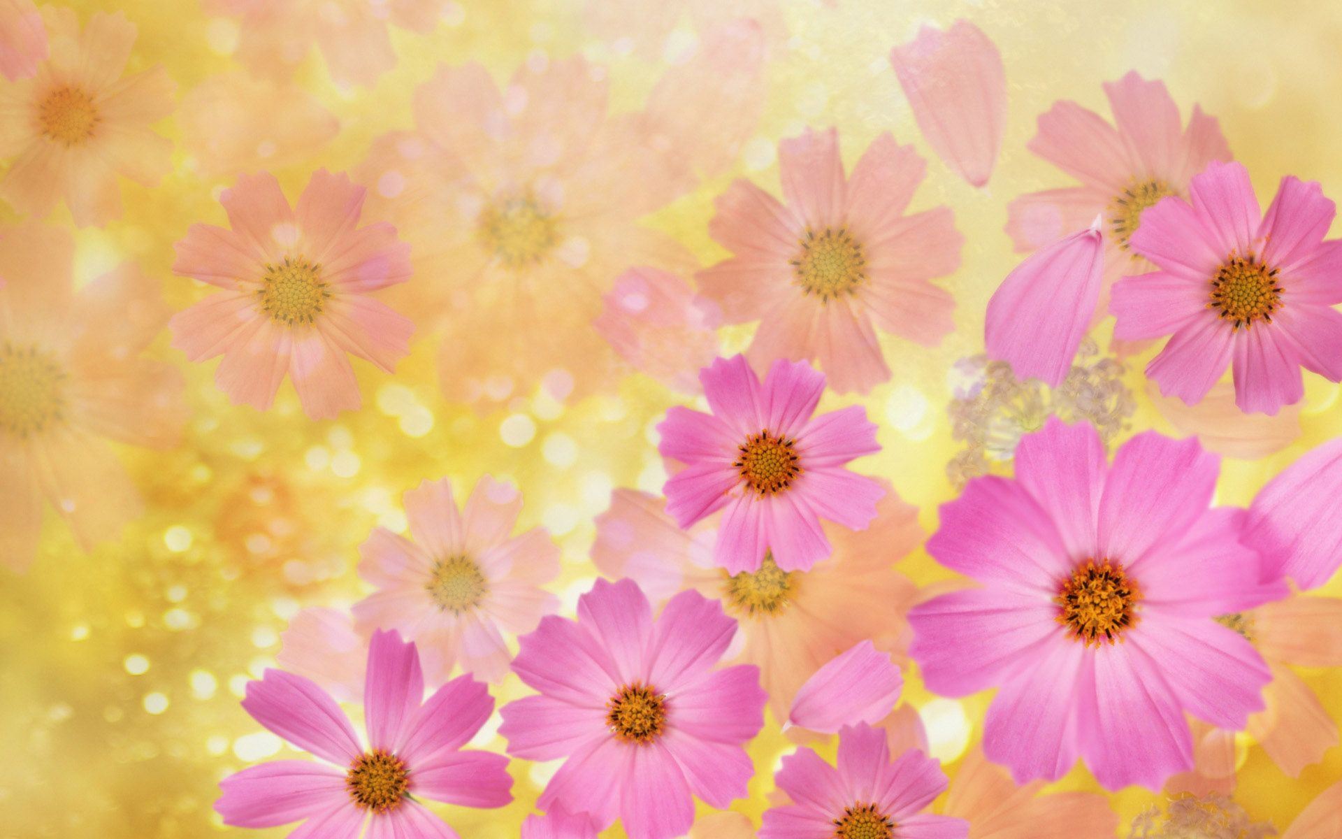 1920x1200 Pink and Yellow Flowers Wallpapers Top Free Pink and Yellow Flowers Backgrounds