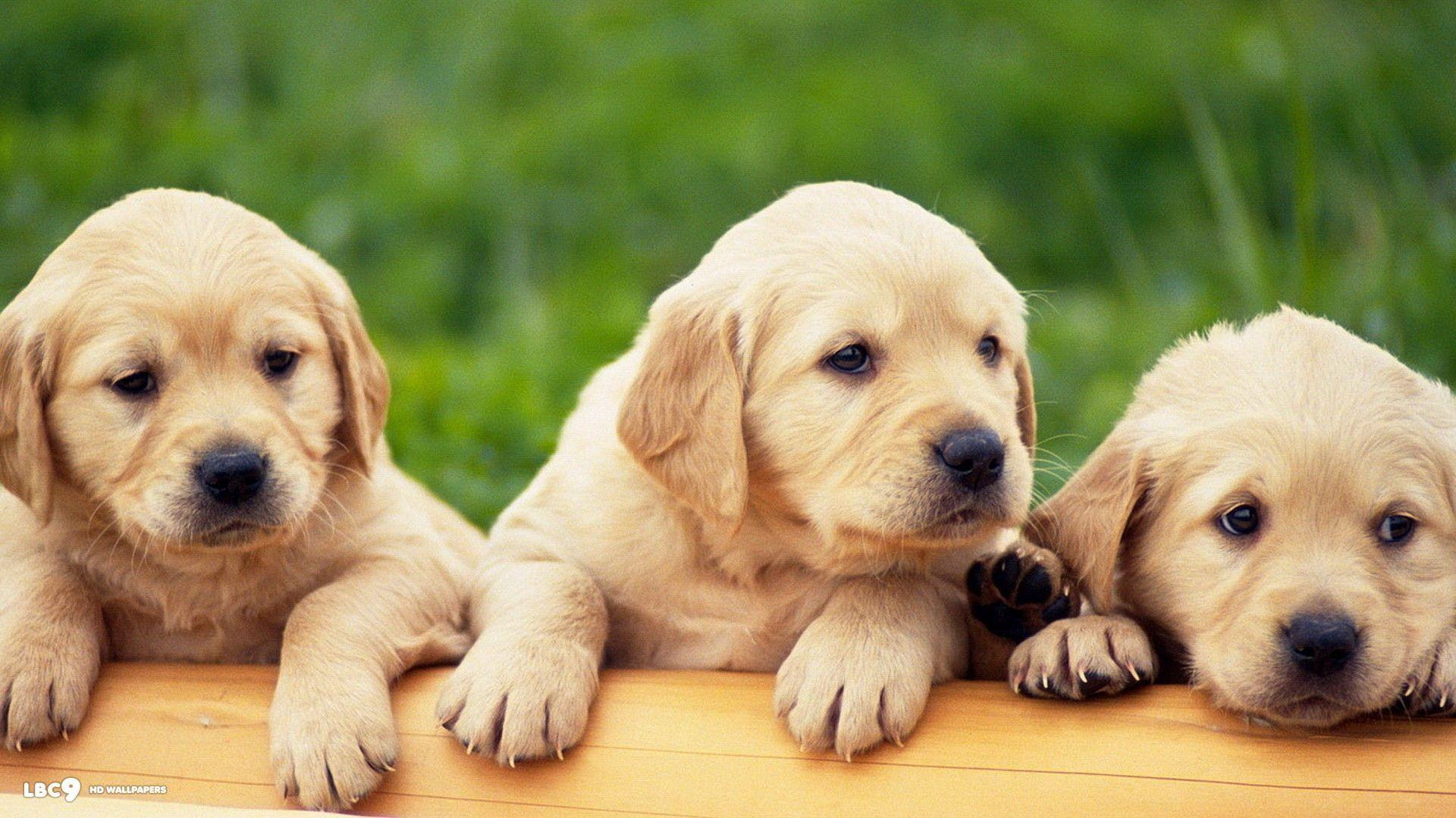 1920x1080 Labrador Puppy Wallpapers Top Free Labrador Puppy Backgrounds