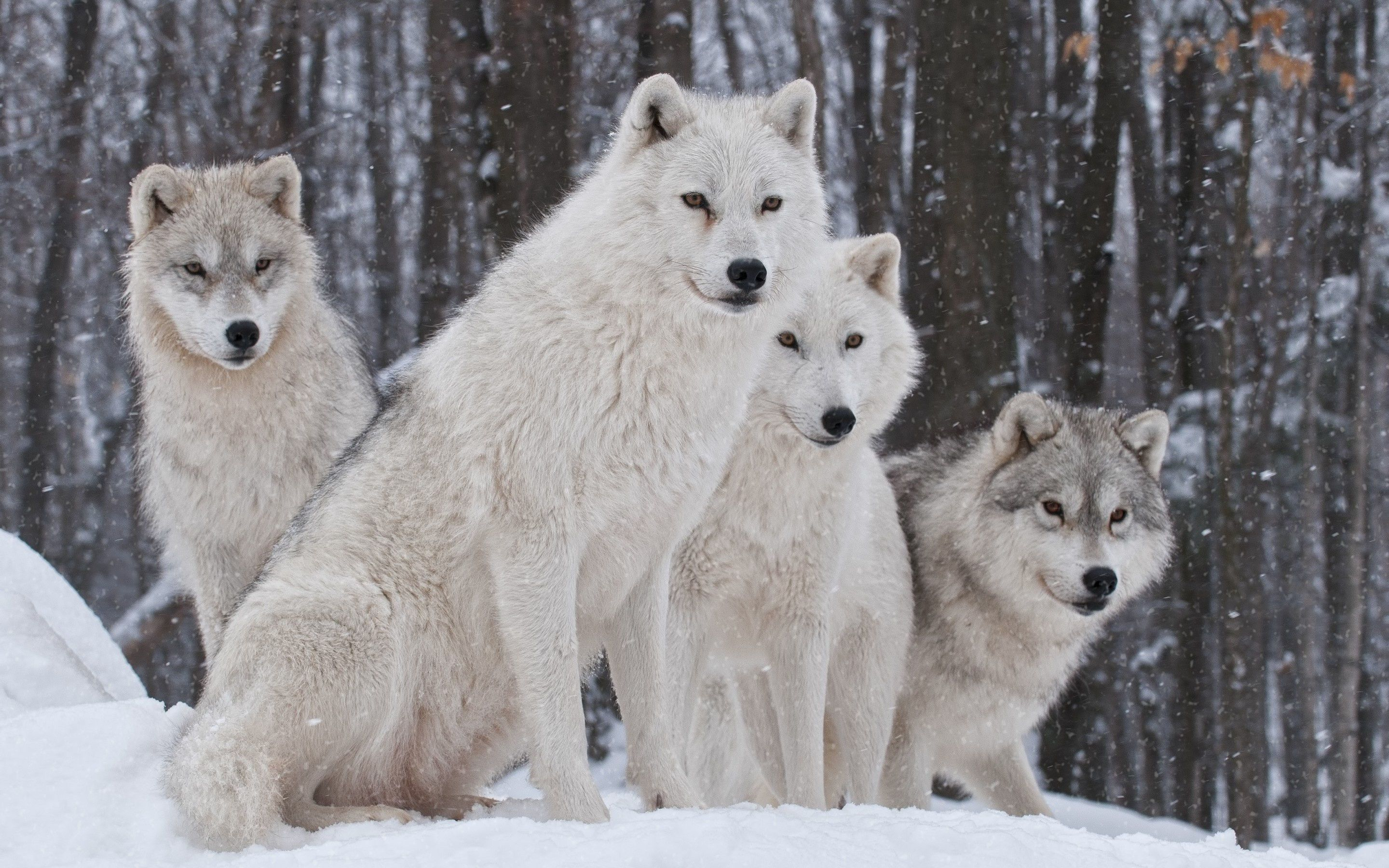 2880x1800 Pack of Wolves Wallpapers Top Free Pack of Wolves Backgrounds
