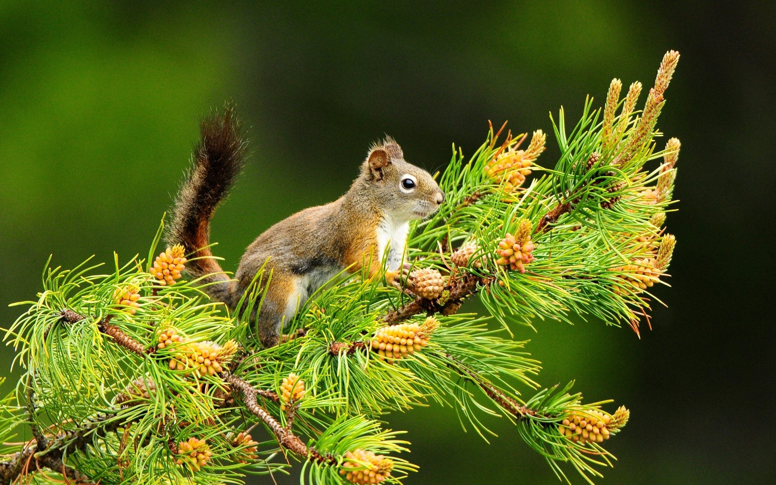 2560x1600 Squirrels in the pine depth field Wallpapers HD / Desktop and Mobile Backgrounds