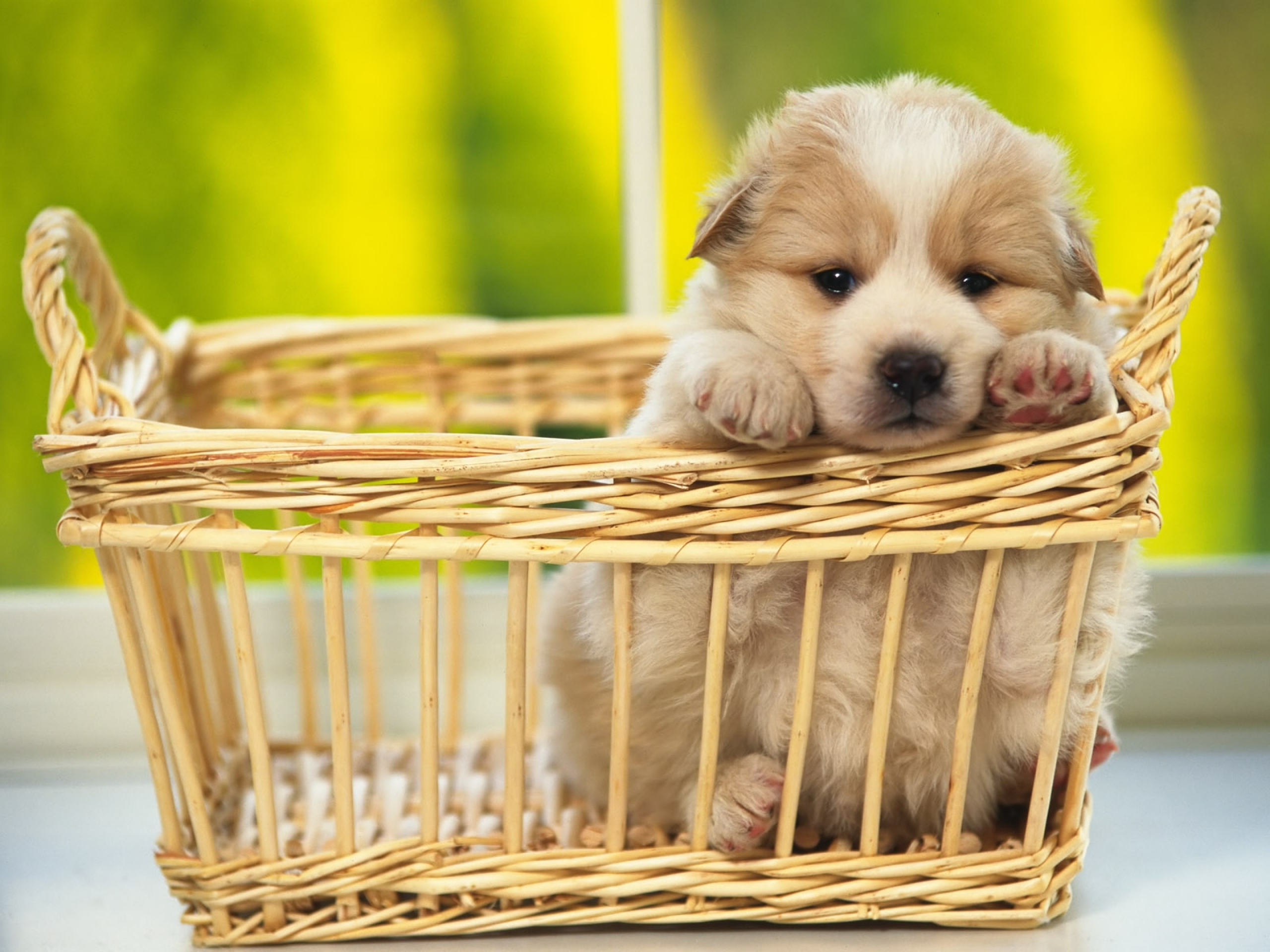 2560x1920 1300+ Puppy HD Wallpapers and Backgrounds