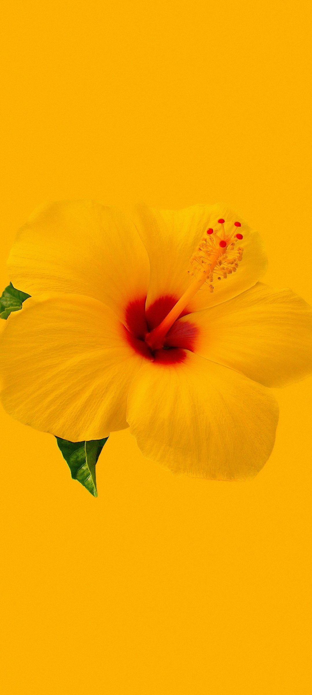 1080x2400 Yellow Flower Wallpaper 64