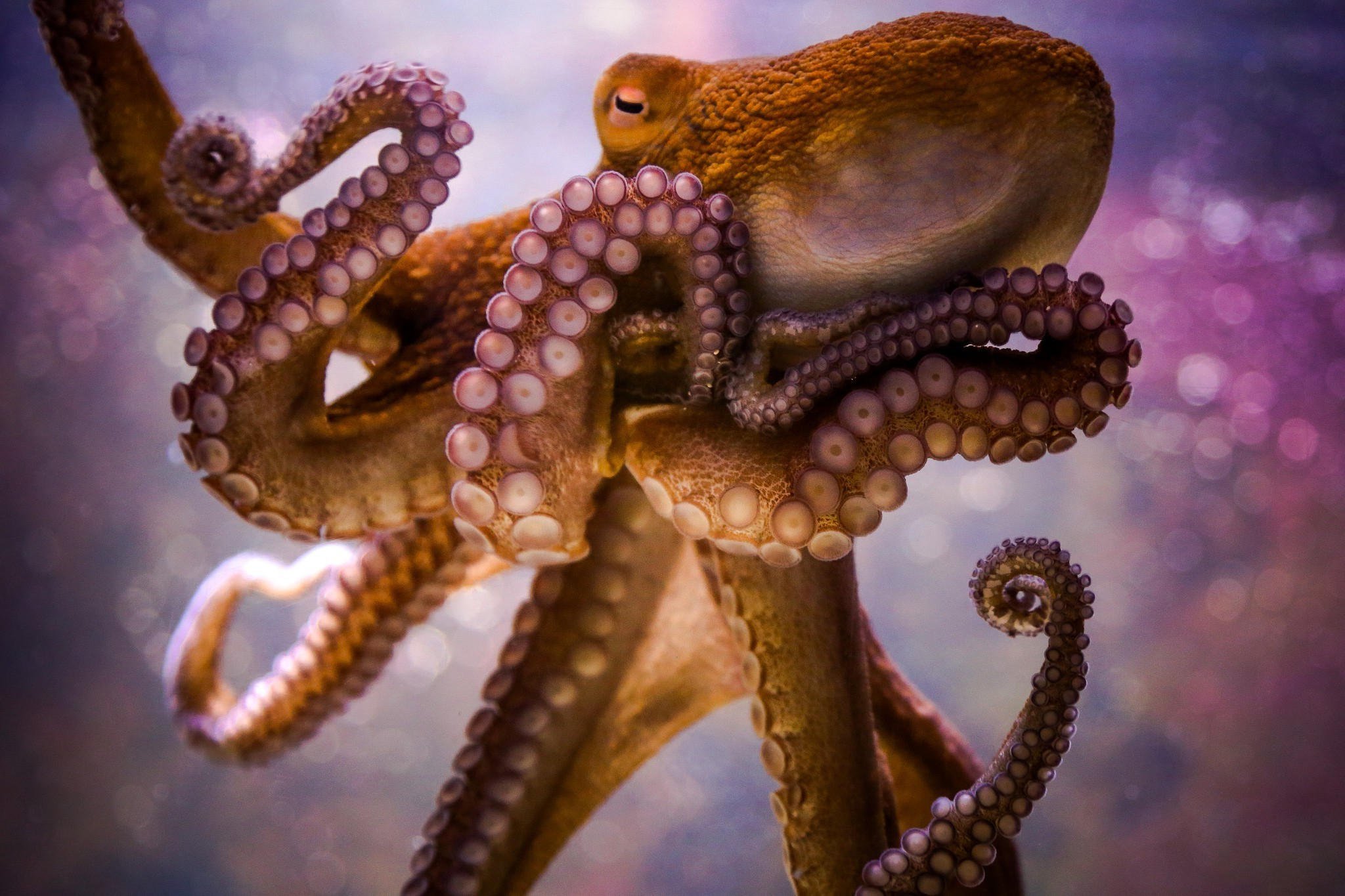 2048x1365 animals, Octopus, Bokeh Wallpapers HD / Desktop and Mobile Backgrounds