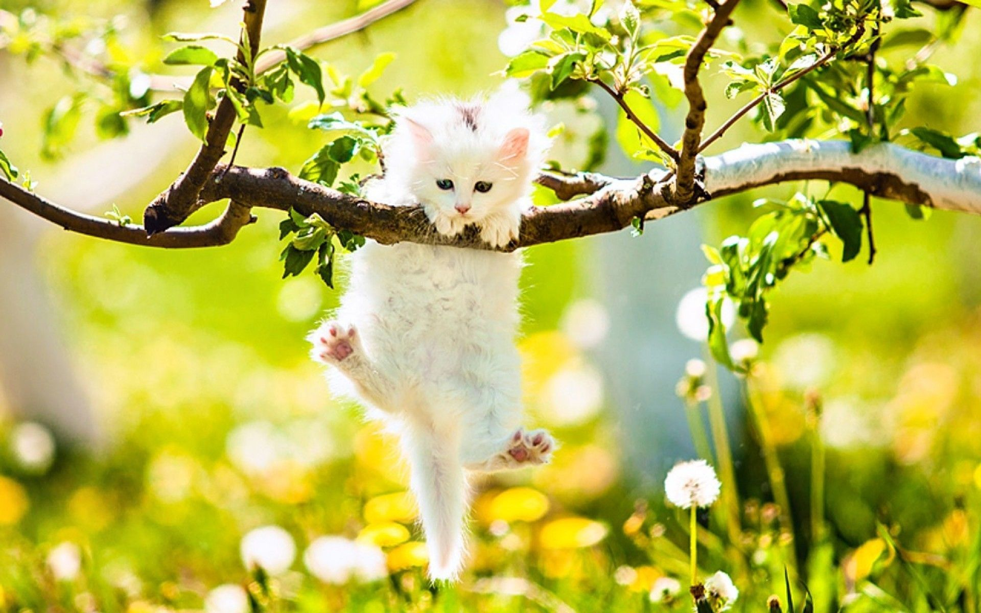 1920x1200 Spring Cat Wallpapers Top Free Spring Cat Backgrounds