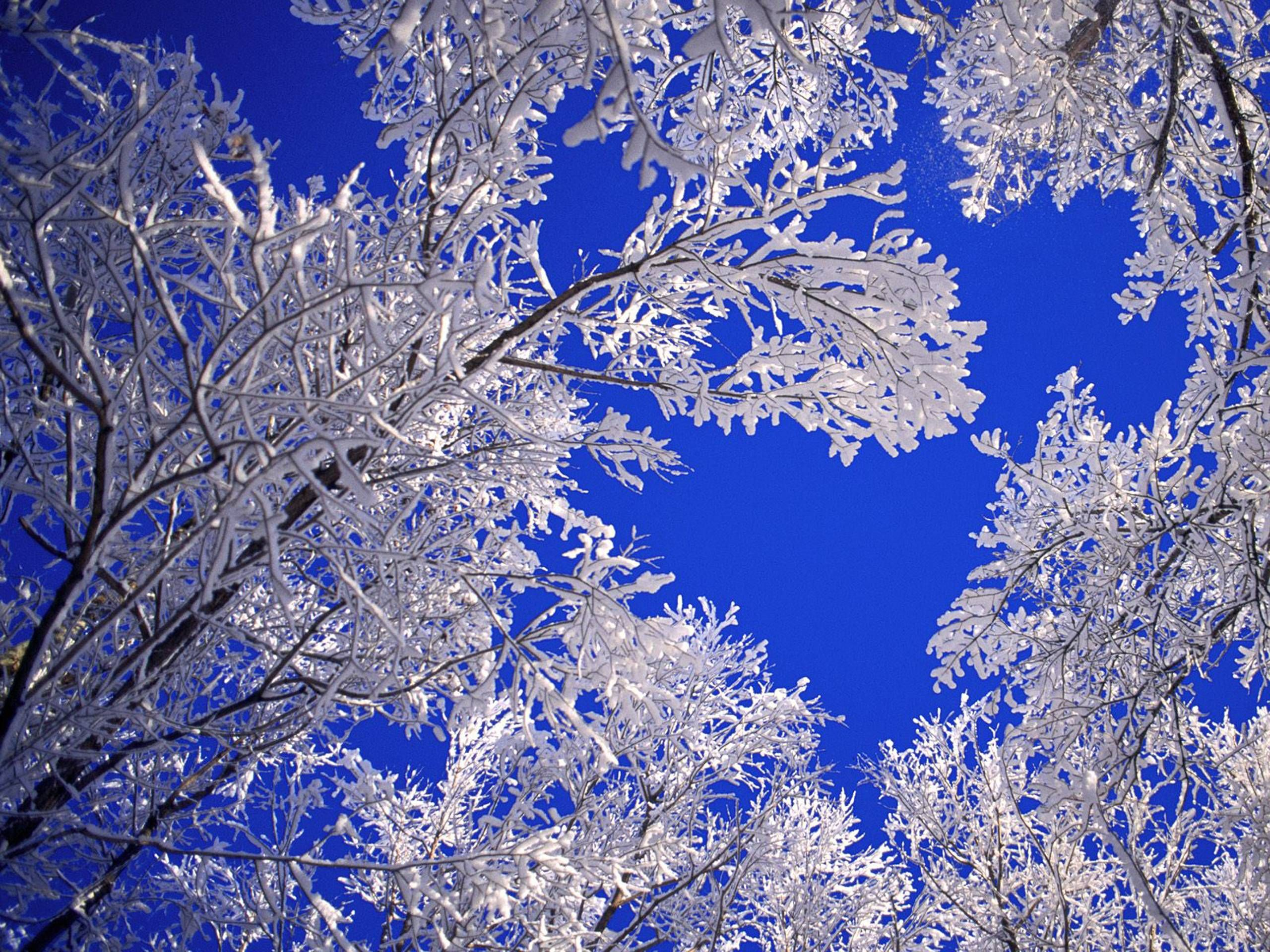 2560x1920 Free Desktop Wallpapers Winter Scenes | Winter wallpaper, Winter pictures, Tree hd wallpaper