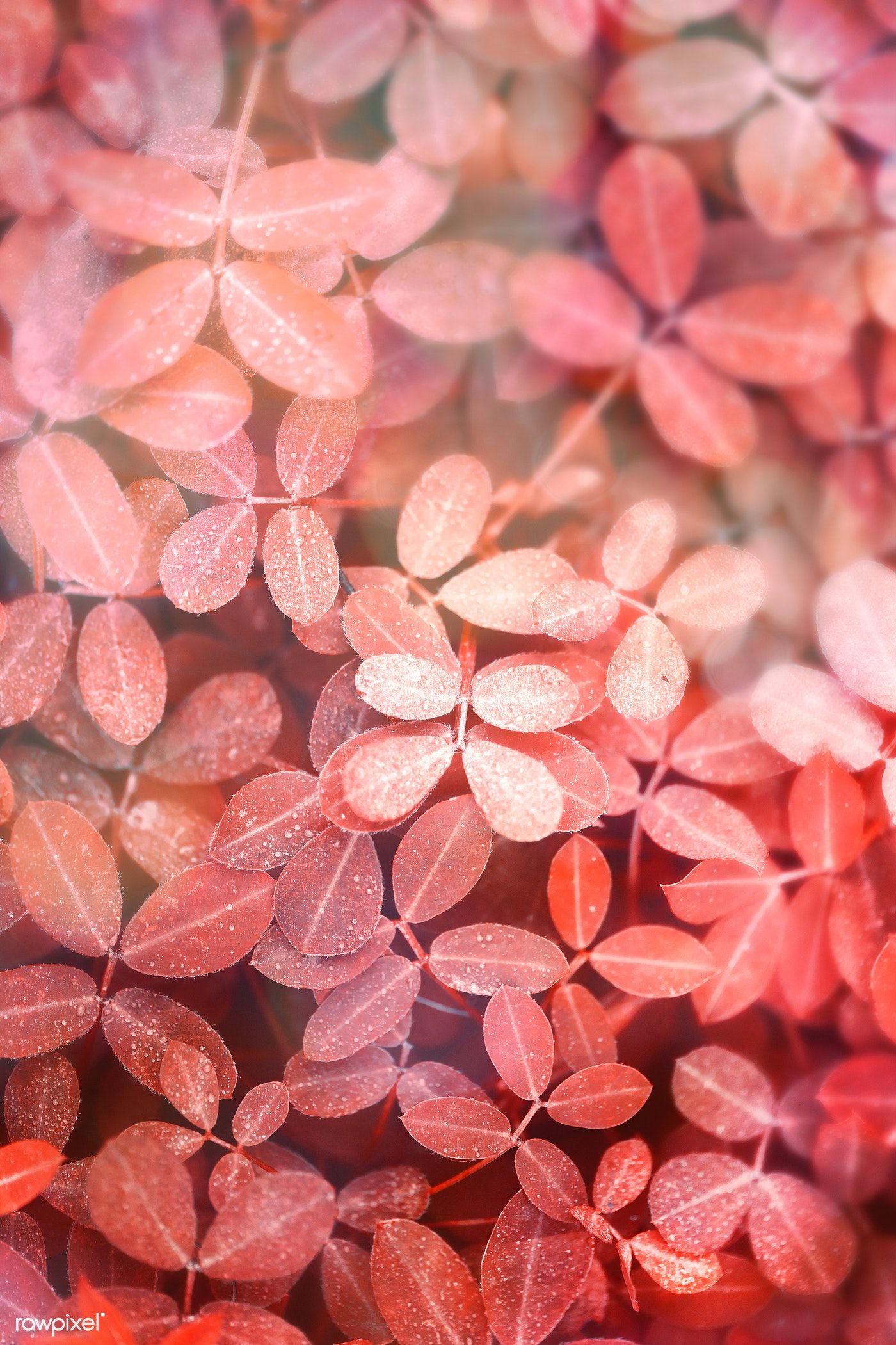 1400x2101 Autumnal red leaves background | free image by / Adj | Leaf background, Android wallpaper, Leaf wallpaper