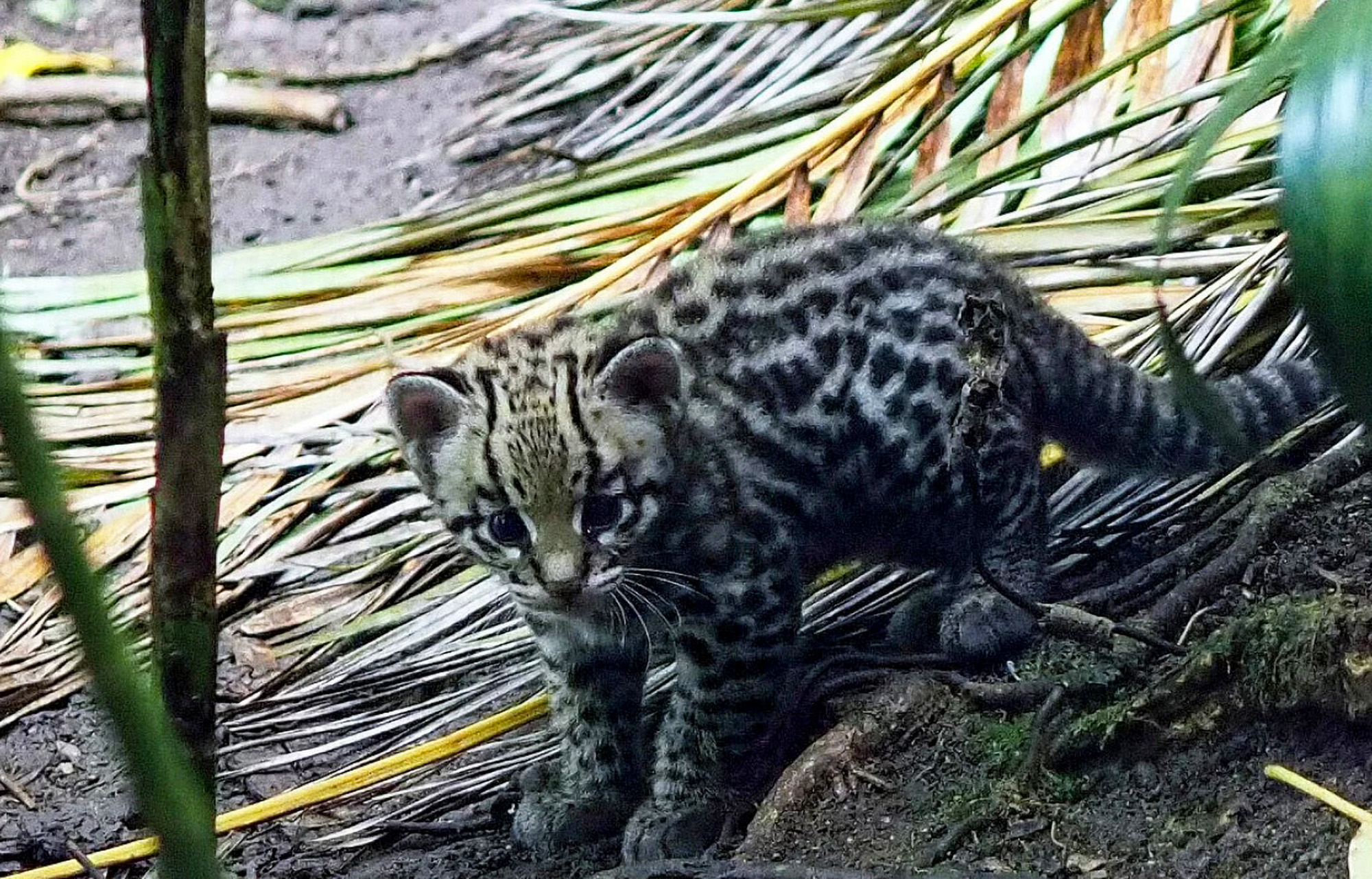 2000x1282 Ocelot Kitten Tries Out Its Climbing Skills in Adorable Vide
