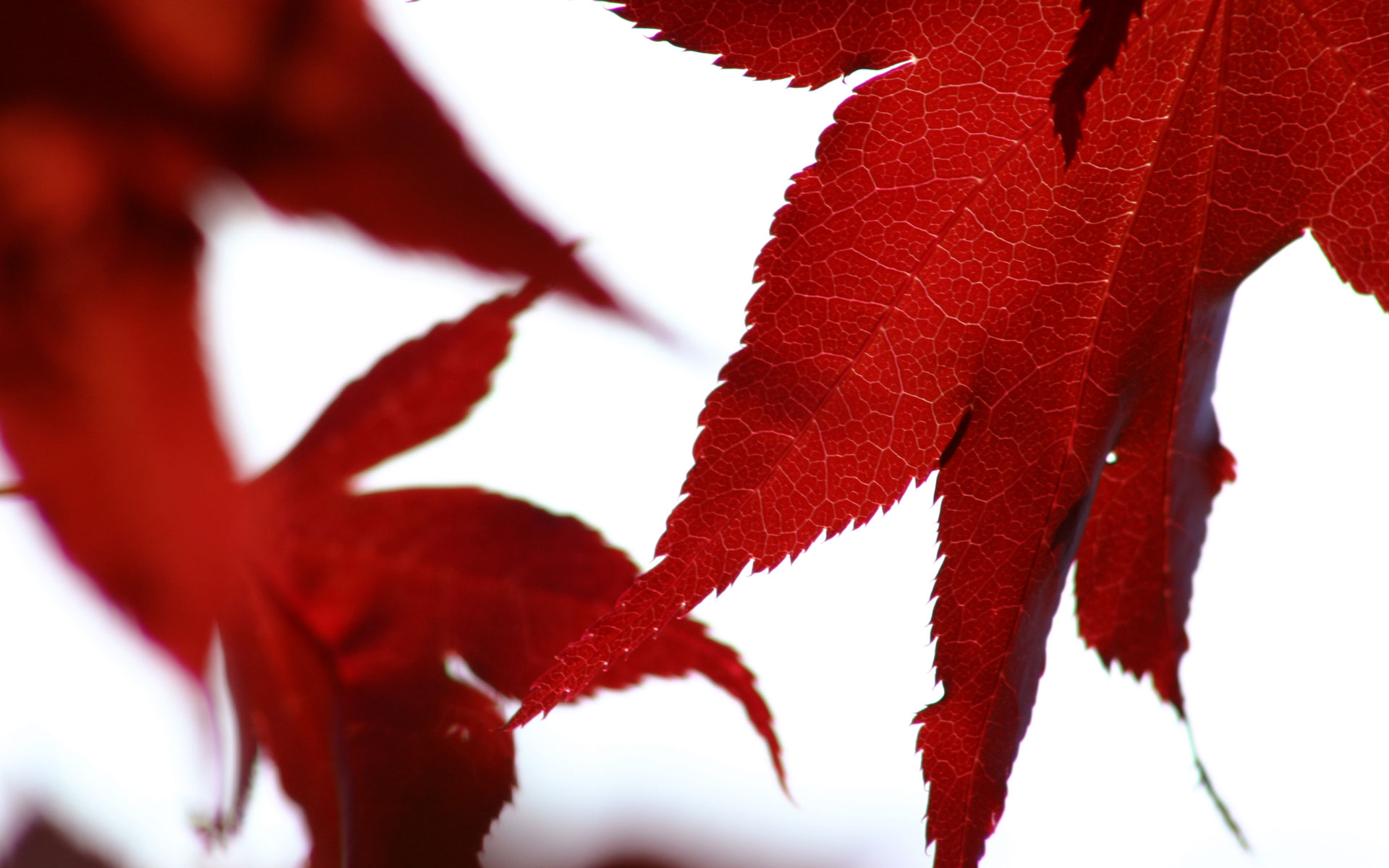 1920x1200 1400+ Leaf HD Wallpapers and Backgrounds