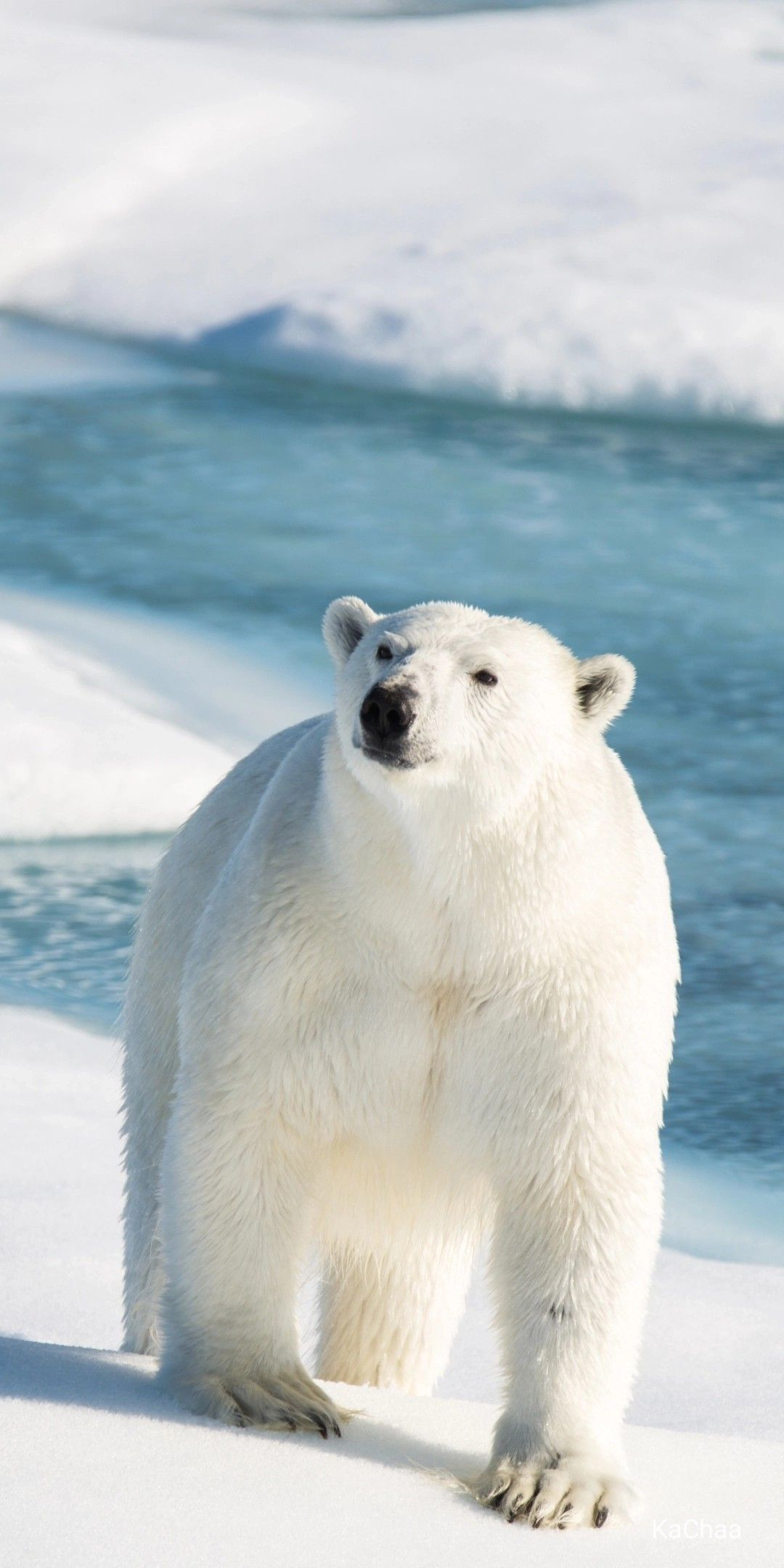 1080x2160 Polar Bear | Polar bear wallpaper, Polar bear, Polar bears international