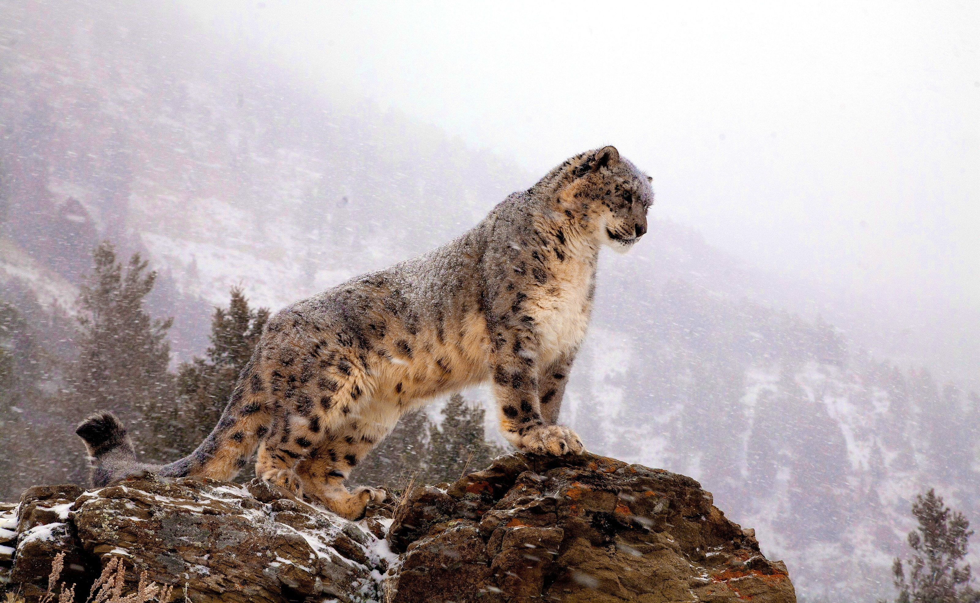 3200x1970 360+ Snow Leopard HD Wallpapers and Backgrounds