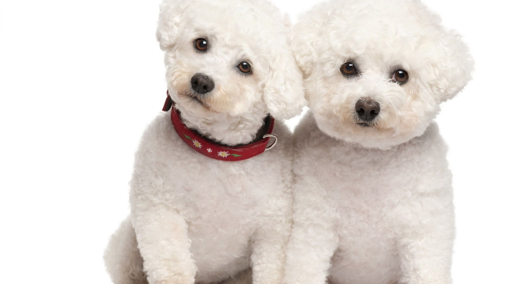 1920x1080 Images For \u003e Cute Toy Poodle Wallpaper | Bichon frise puppy, Poodle dog, Bichon frise dogs