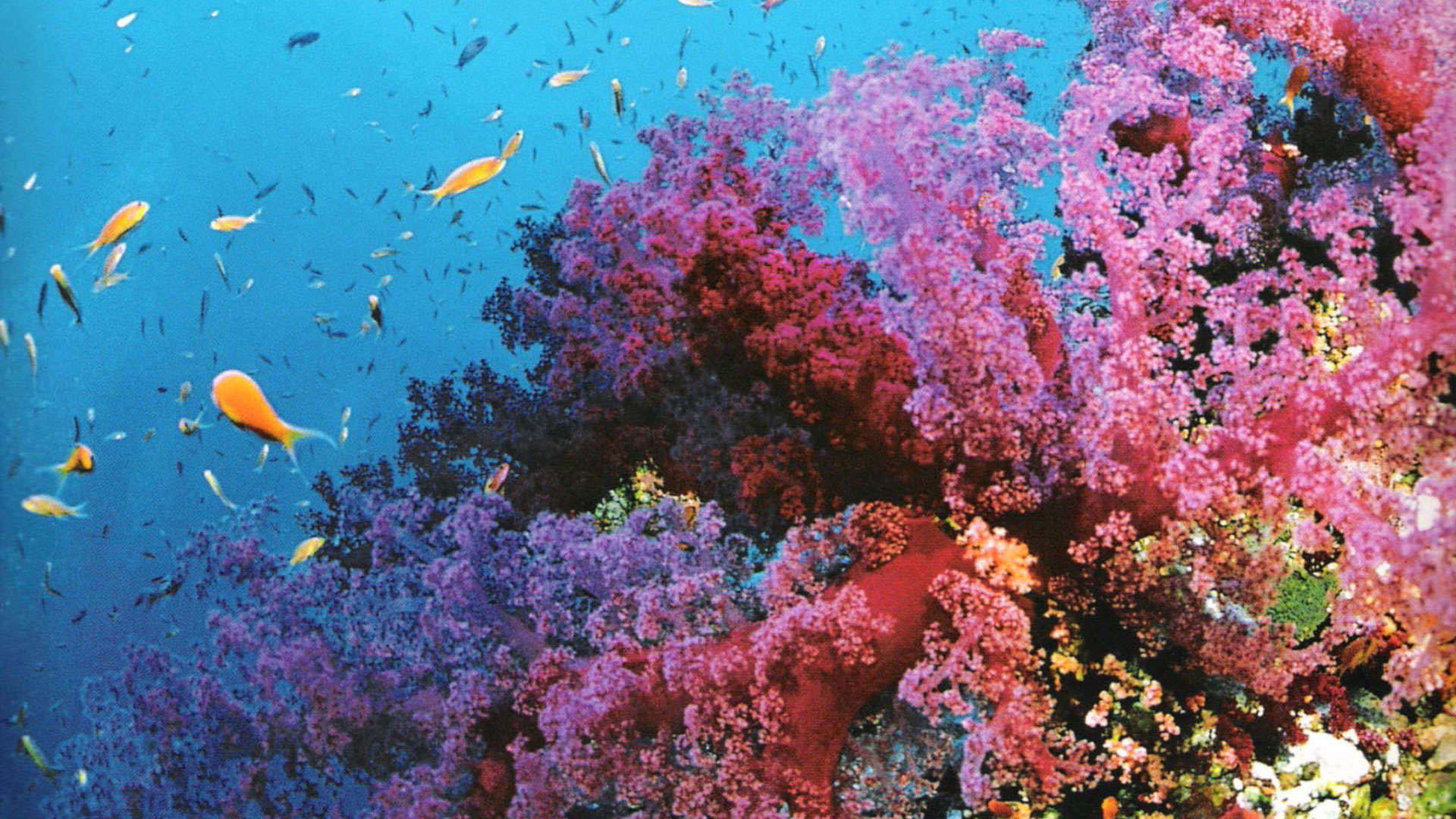 1920x1080 Coral Reef Background (56+ pictures