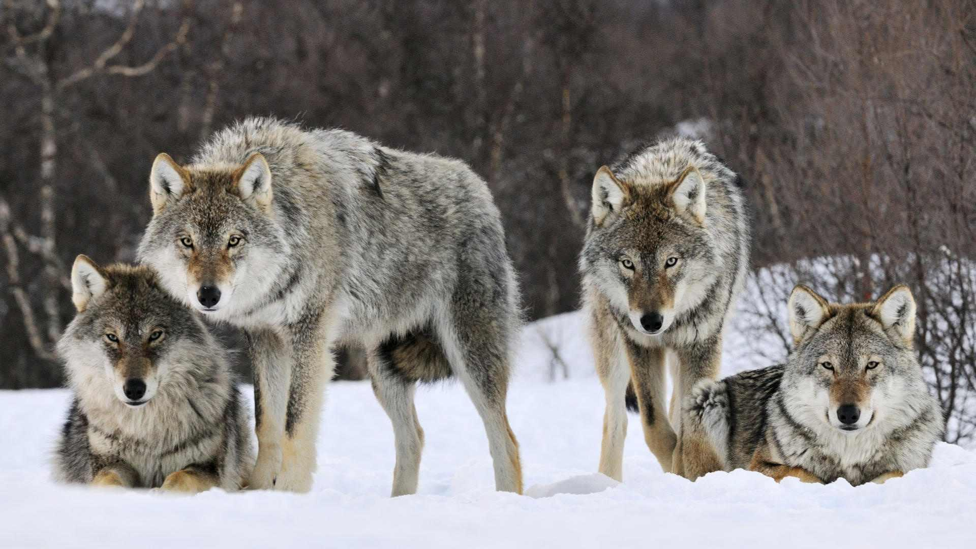 1920x1080 Wolf Pack Wallpapers Top Free Wolf Pack Backgrounds