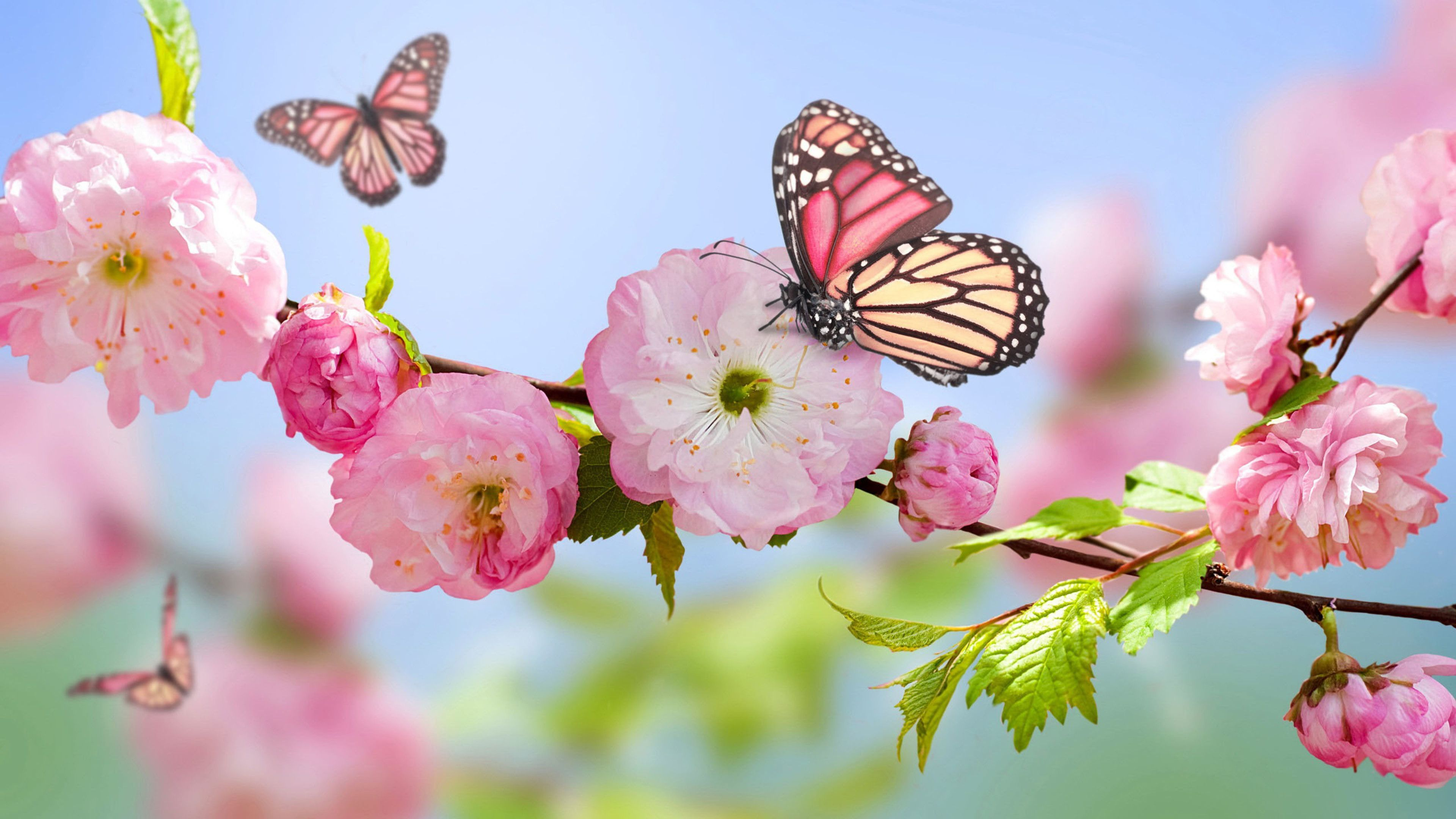 3840x2160 Pink Butterfly Desktop Wallpapers Top Free Pink Butterfly Desktop Backgrounds