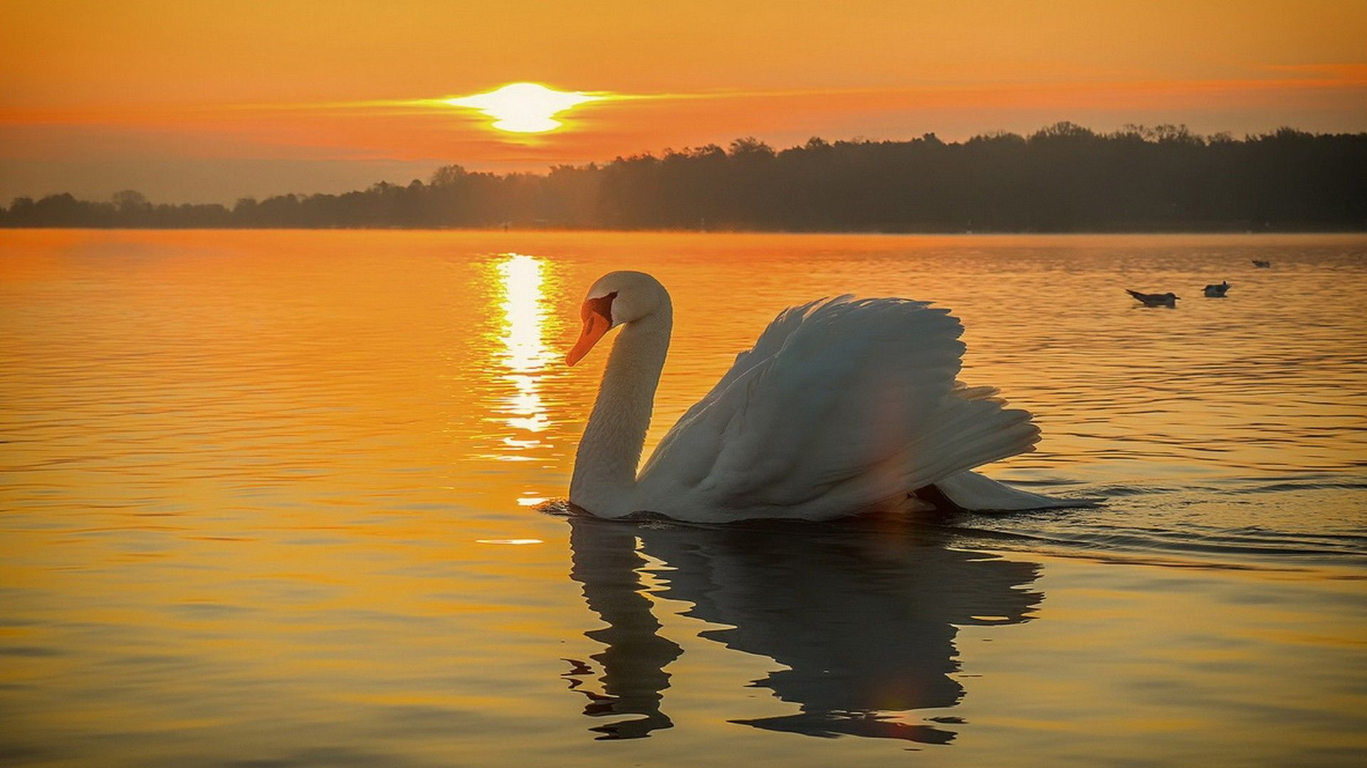 1920x1080 Sunset Swans Wallpapers