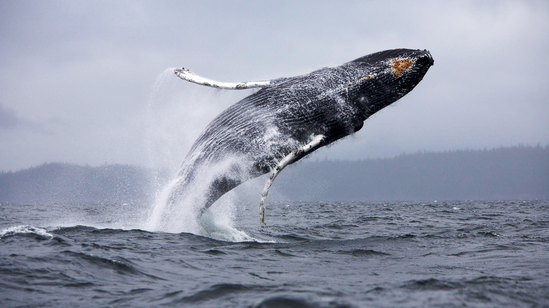 1920x1080 Wallpaper : animals, sea, water, nature, wildlife, humpback whale, ocean, wave, px, marine mammal, whales dolphins and porpoises, grey whale wallhaven 771303 HD Wallpapers