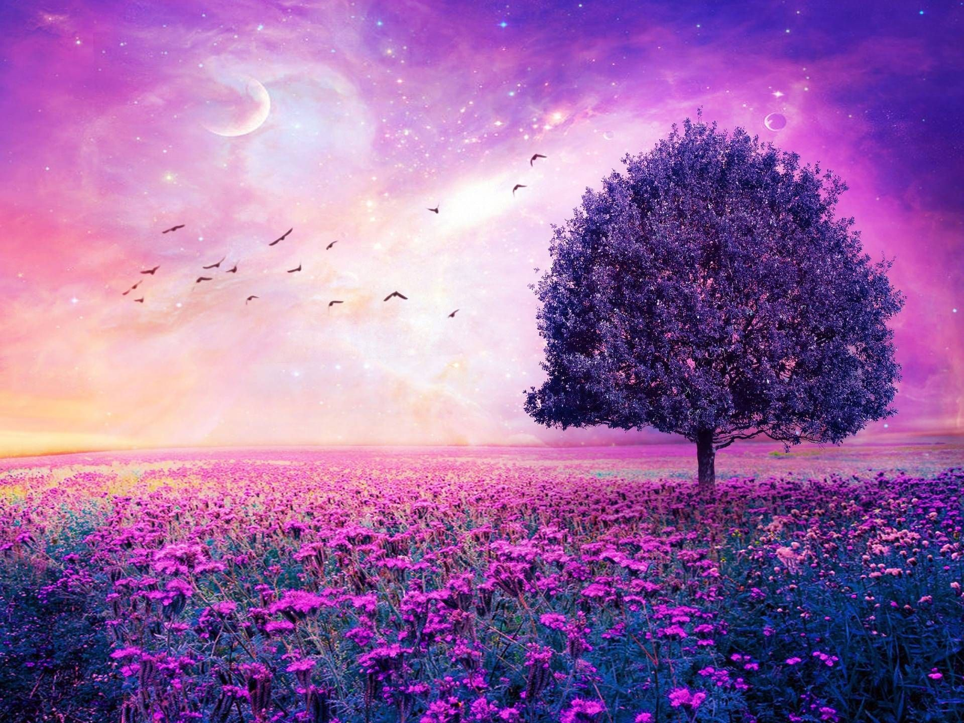 1920x1440 Purple Nature Wallpapers Top Free Purple Nature Backgrounds