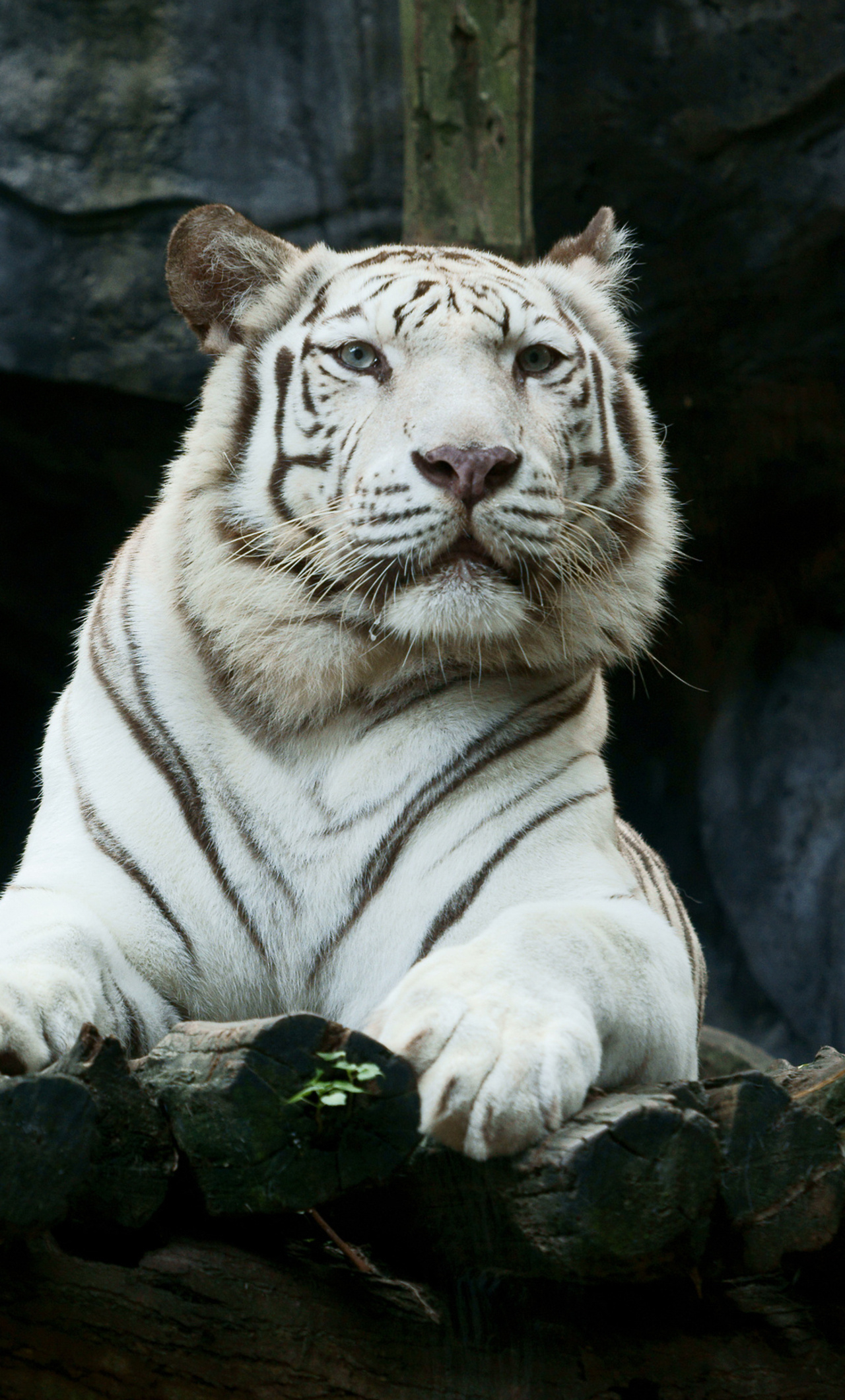 1280x2120 Big White Tiger Hd iPhone 6+ HD 4k Wallpapers, Images, Backgrounds, Photos and Pictures