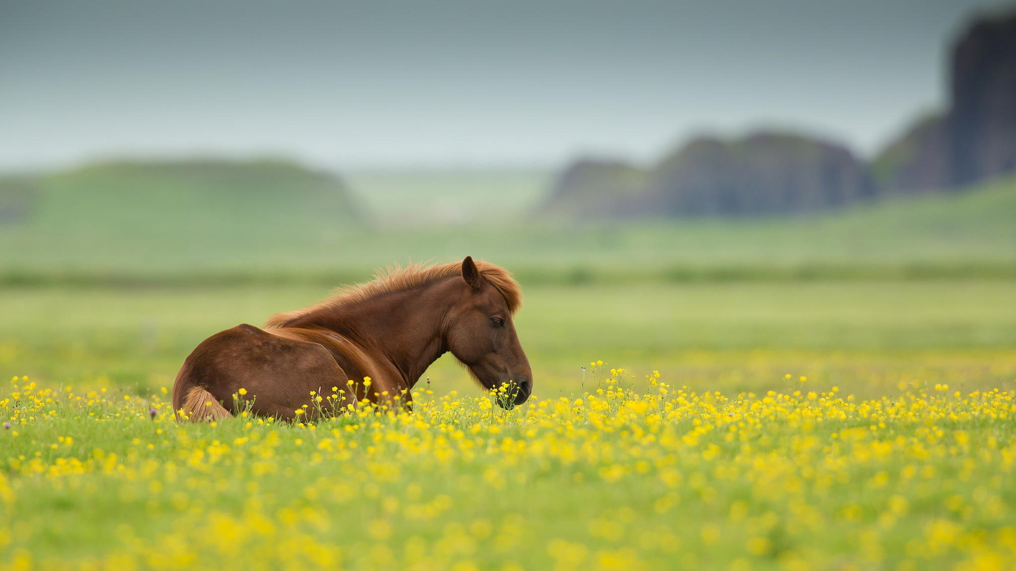 2048x1152 horse, Nature, Animal, Field, Summer, Flowers Wallpapers HD / Desktop and Mobile Backgrounds