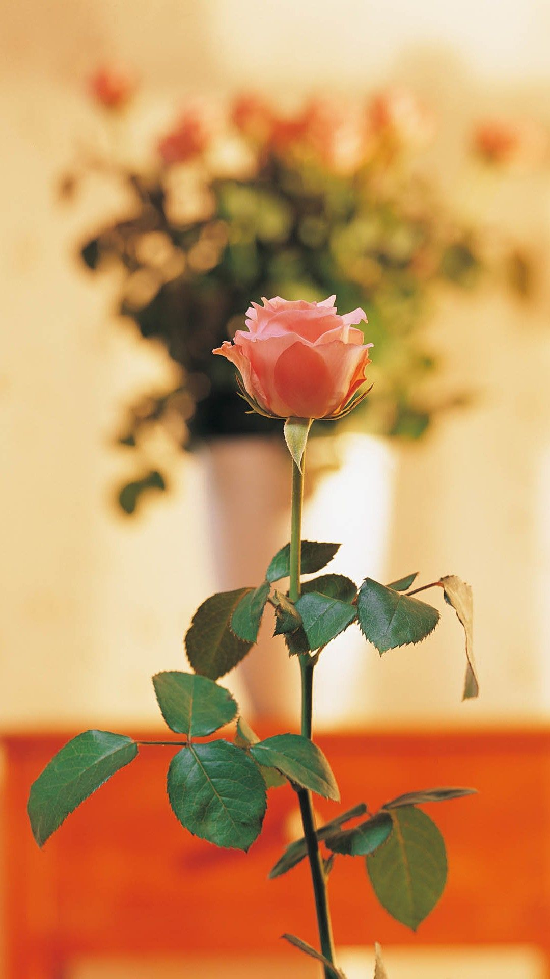 1080x1920 Pure Elegant Pink Rose Vase Bokeh Blurry #iPhone #6 #plus #wallpaper | Flower wallpaper, Rose vase, Flower pictures