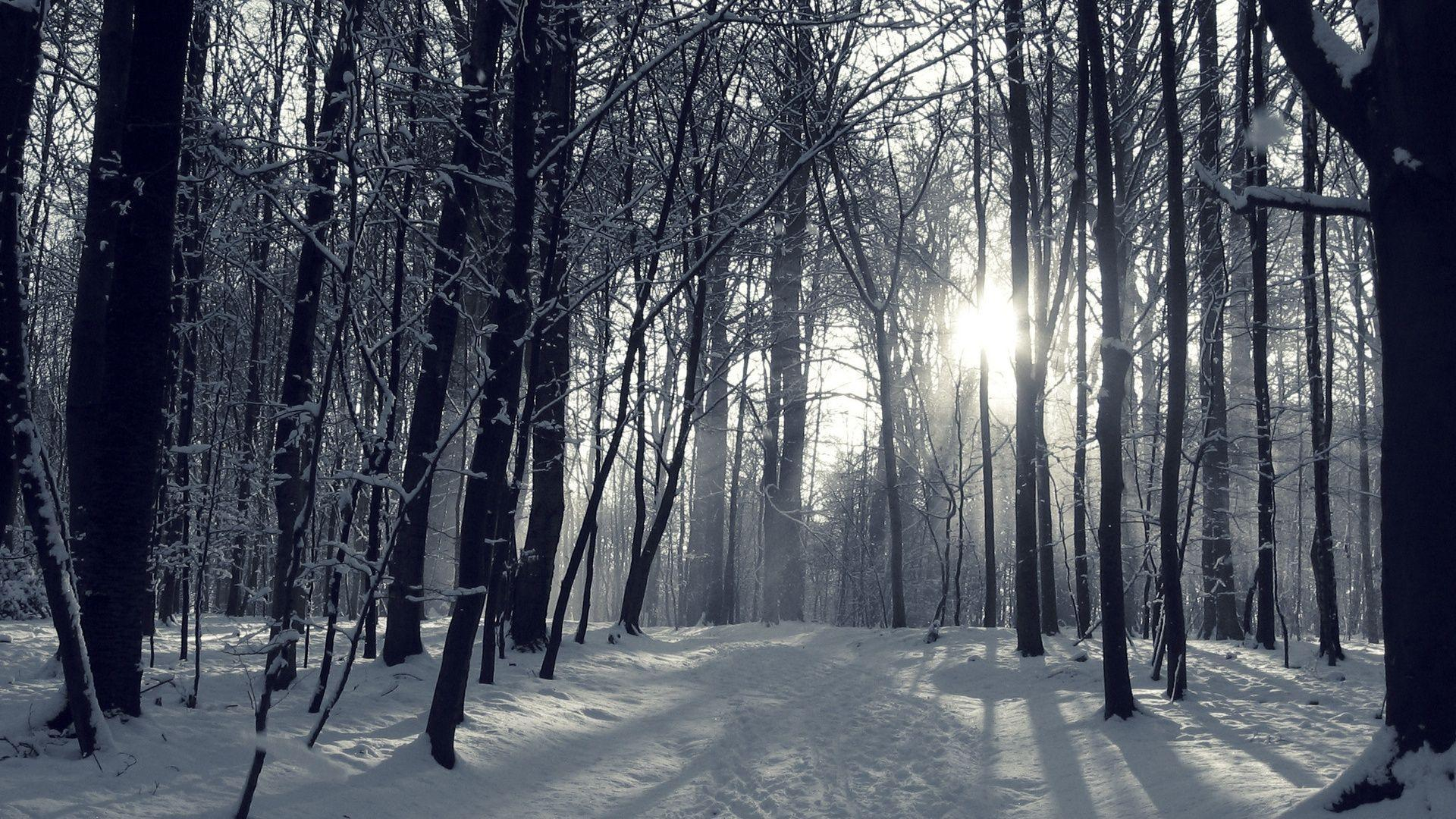 1920x1080 Winter Forest Wallpapers Night