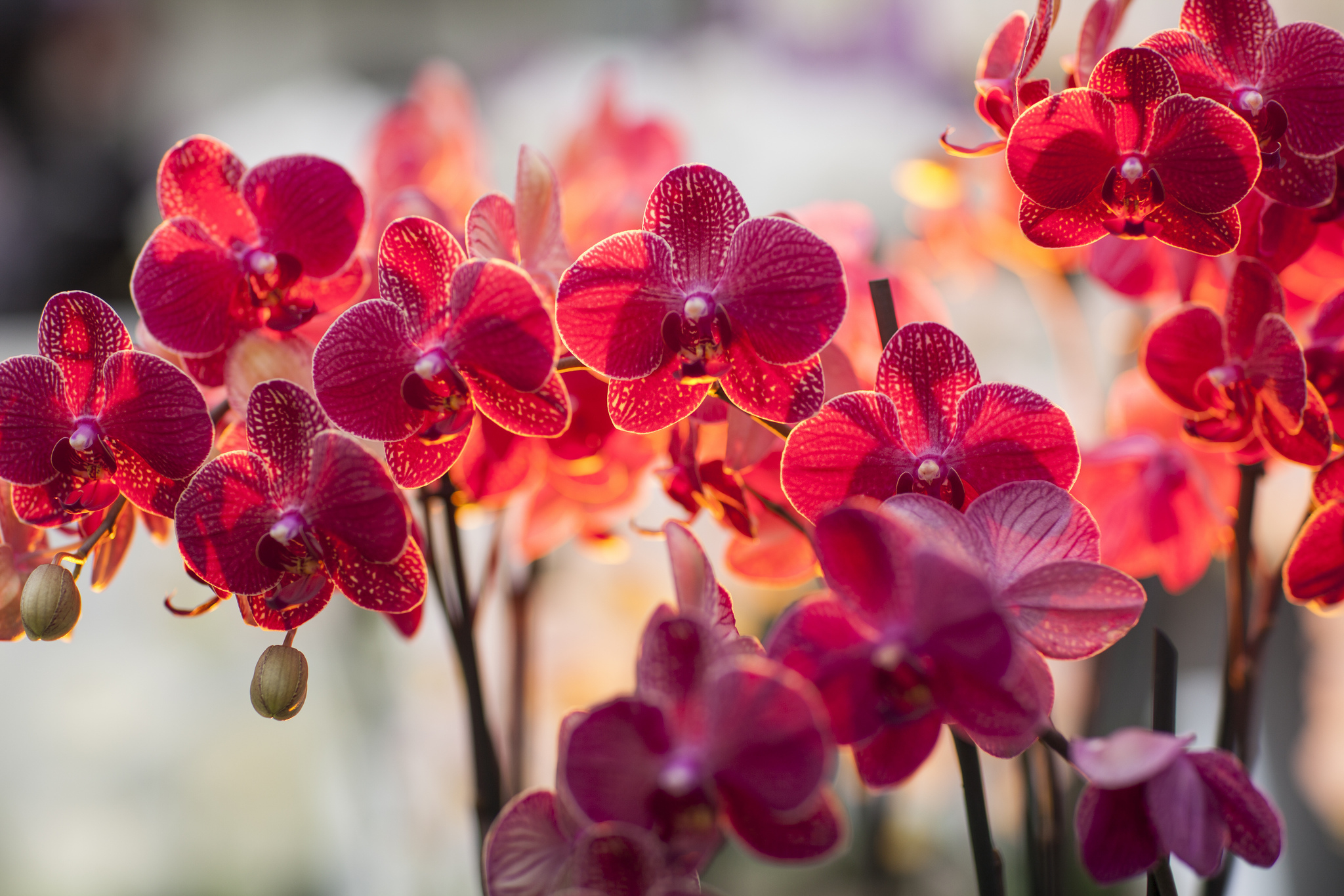 2048x1365 250+ Orchid HD Wallpapers and Backgrounds
