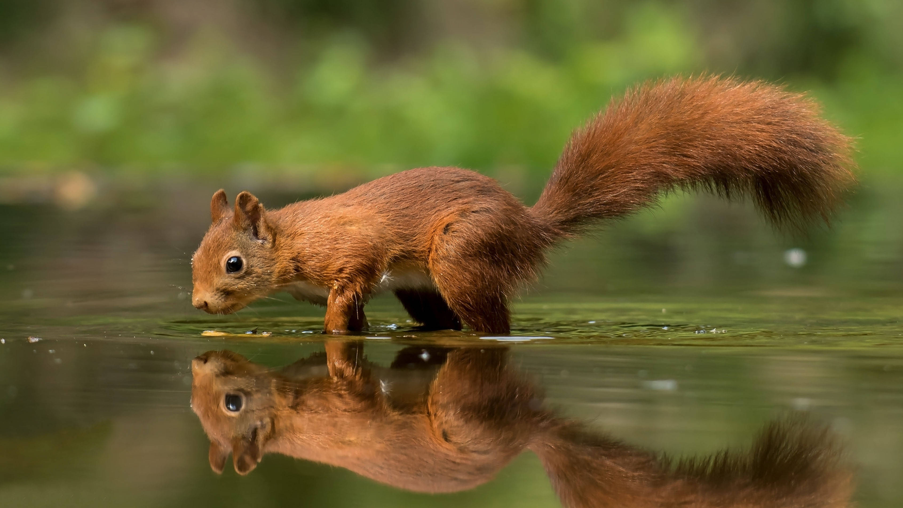 3840x2160 Download Squirrel On Water Wallpaper