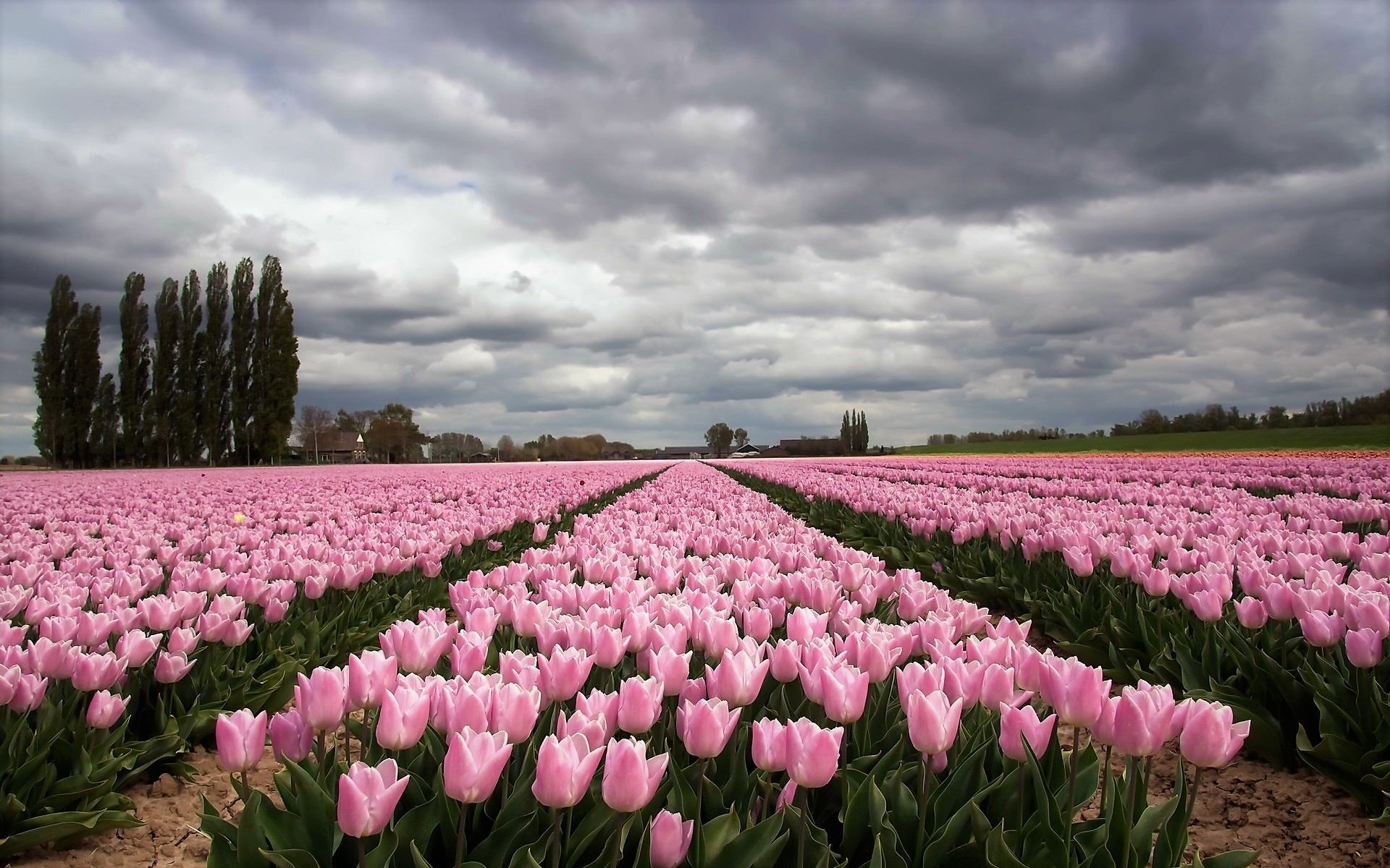 1920x1200 Pink Tulip Field on Cloudy Day