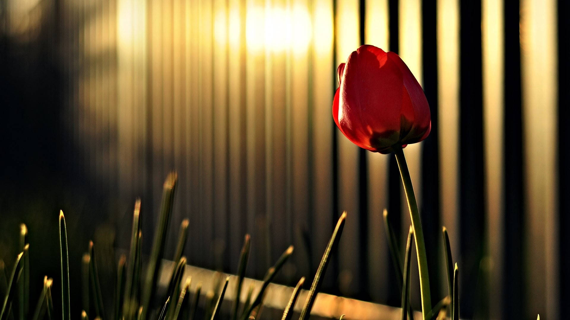 1920x1080 Download Spring Tulips Photography Wallpaper