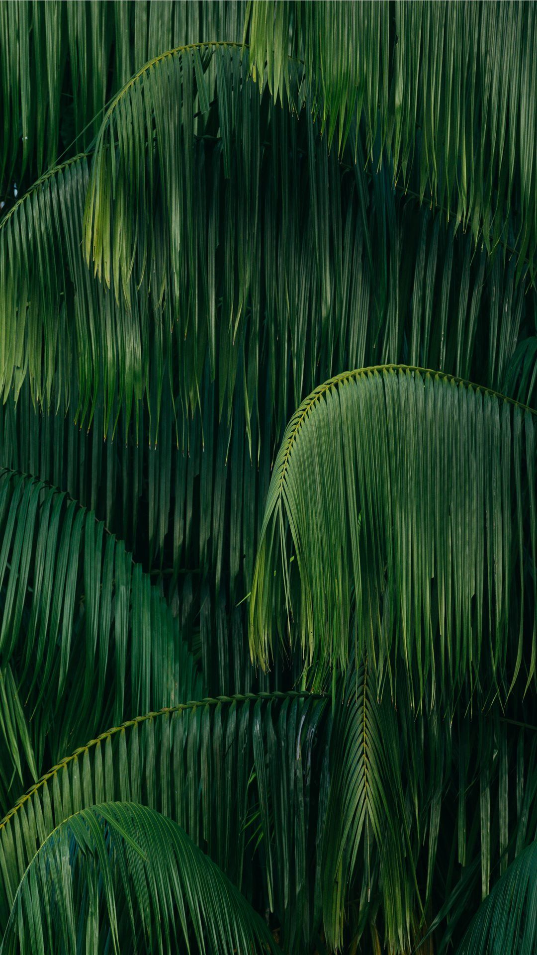 1080x1920 palm leaves Wallpaper | Jungle photography, Jungle flowers, Rainforest pictures