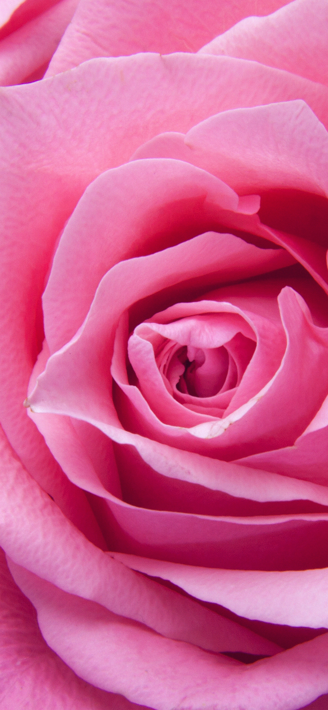 1125x2436 | iPhone11 wallpaper | ne43-flower-pink-rose-zoom-love