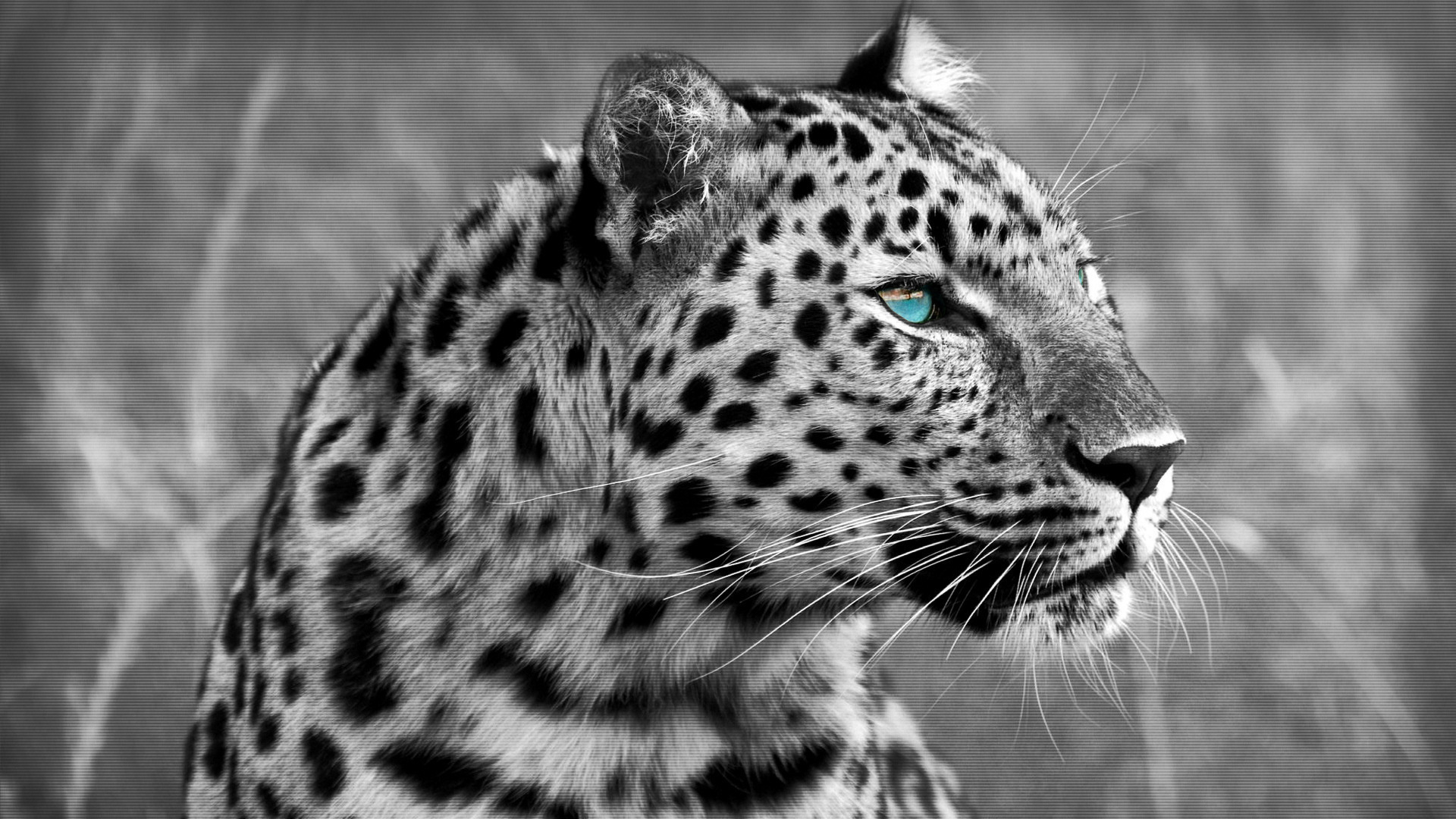1920x1080 Muzzle eyes wild cat leopard wallpaper | | 120806