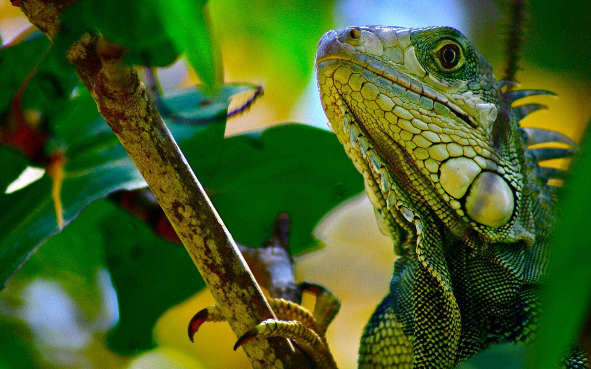 1920x1200 Animal Reptile Wallpapers Top Free Animal Reptile Backgrounds