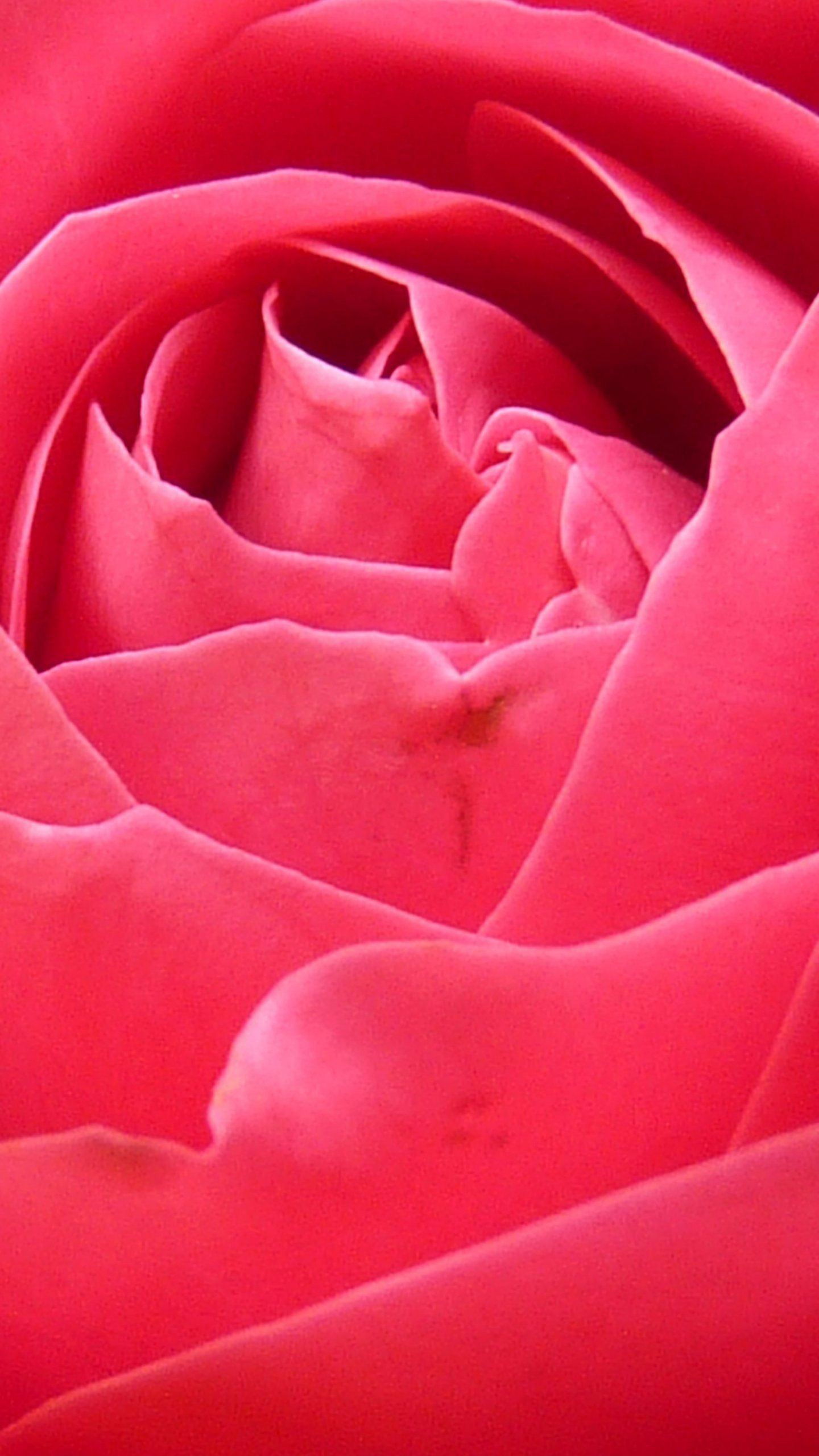 1440x2560 Bright Pink Rose Closeup Wallpaper iPhone, Android \u0026 Desktop Backgrounds | Beautiful flowers wallpapers, Flower phone wallpaper, Flower iphone wallpaper