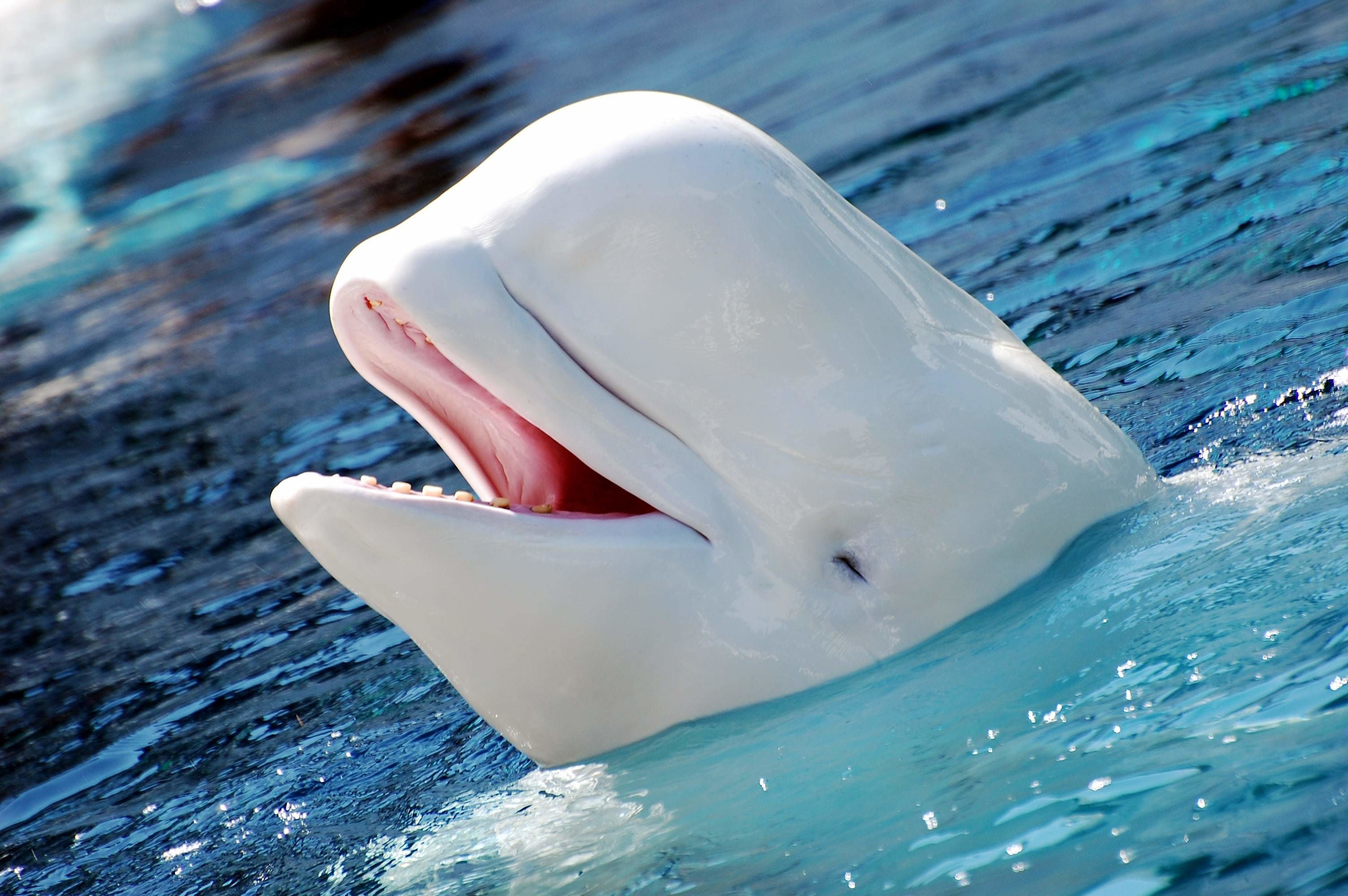 3008x2000 Beluga Whale Wallpaper (47+ pictures