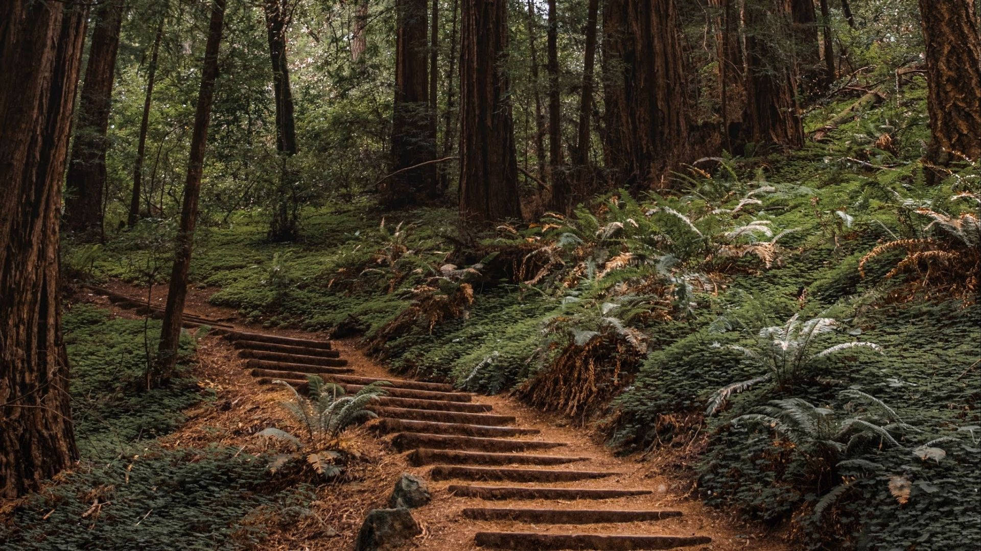 1920x1080 Download Stairs In Redwood Forest Wallpaper