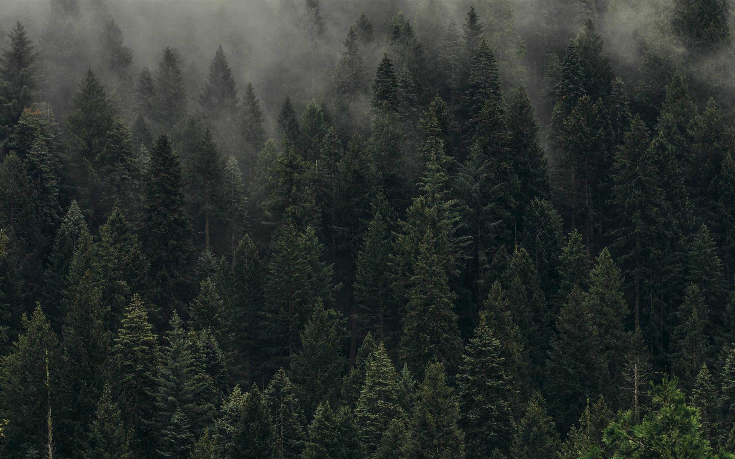 2560x1600 aerial view of pine Mac Wallpaper Download