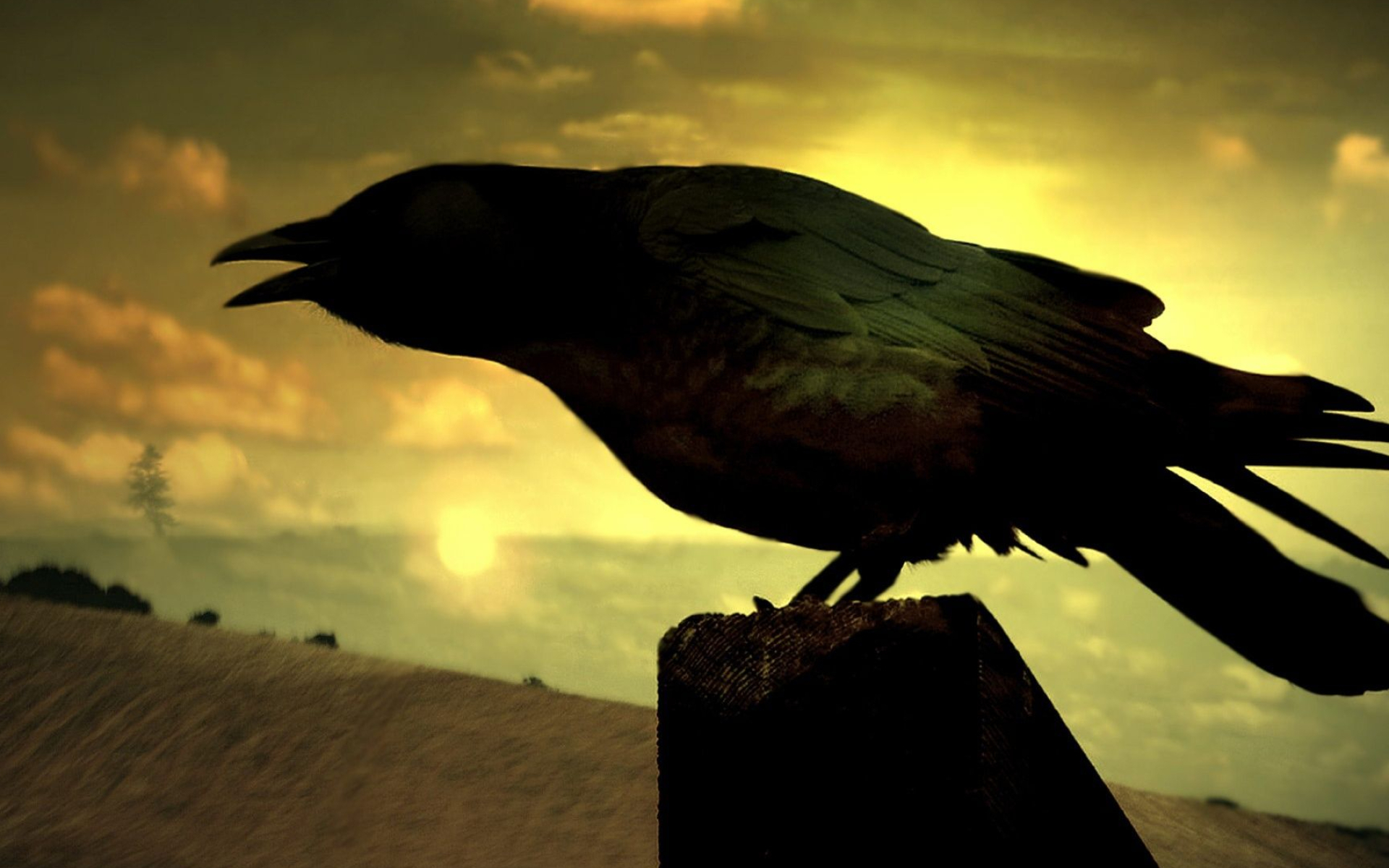 1920x1200 Raven Wallpapers Top Free Raven Backgrounds