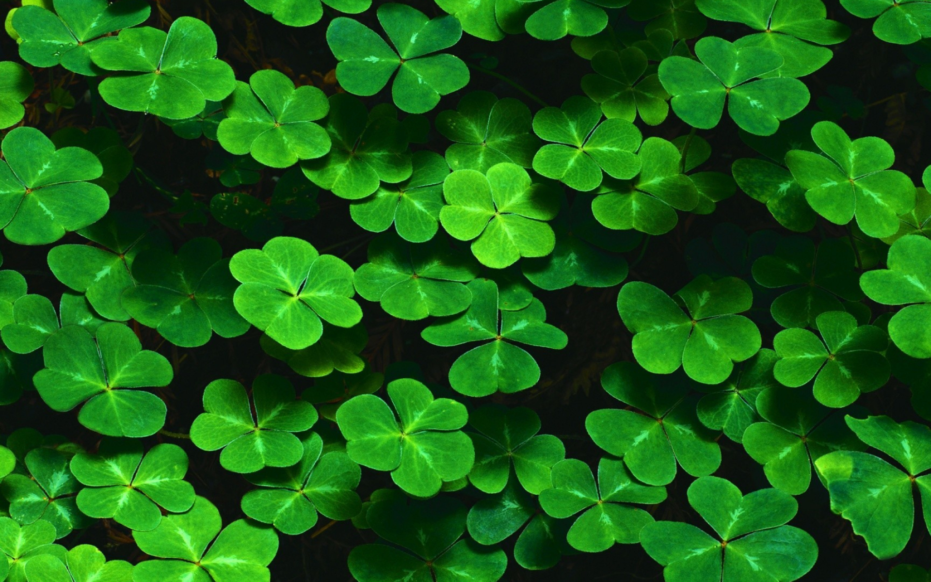 1920x1200 Free download 67 St Patricks Wallpapers on WallpaperPlay [] for your Desktop, Mobile \u0026 Tablet | Explore 58+ Saint Patrick Day Wallpaper | St Patrick's Day Wallpaper Images, Happy Saint Patrick's Day