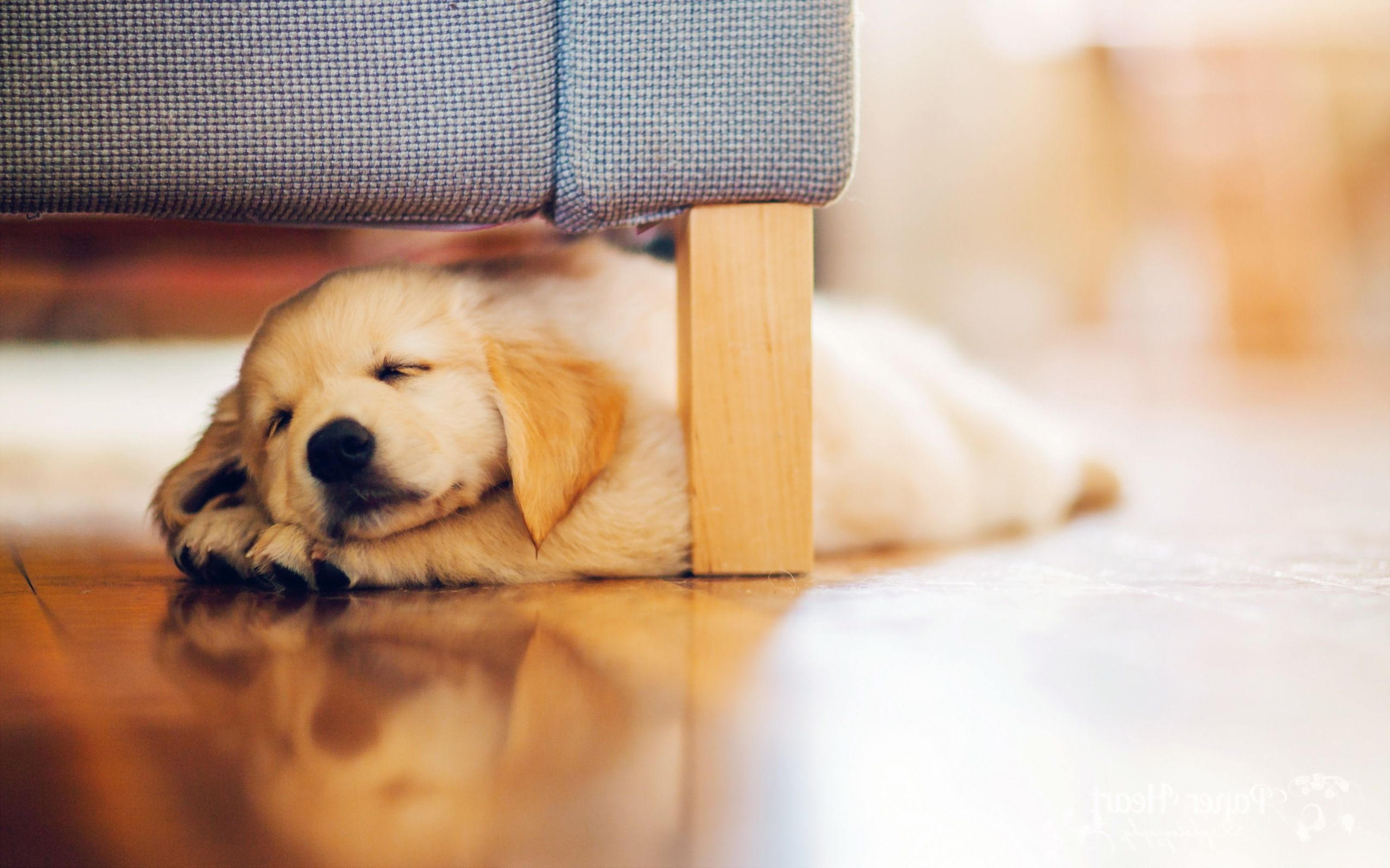 2560x1600 Sleeping Puppy Wallpapers Top Free Sleeping Puppy Backgrounds