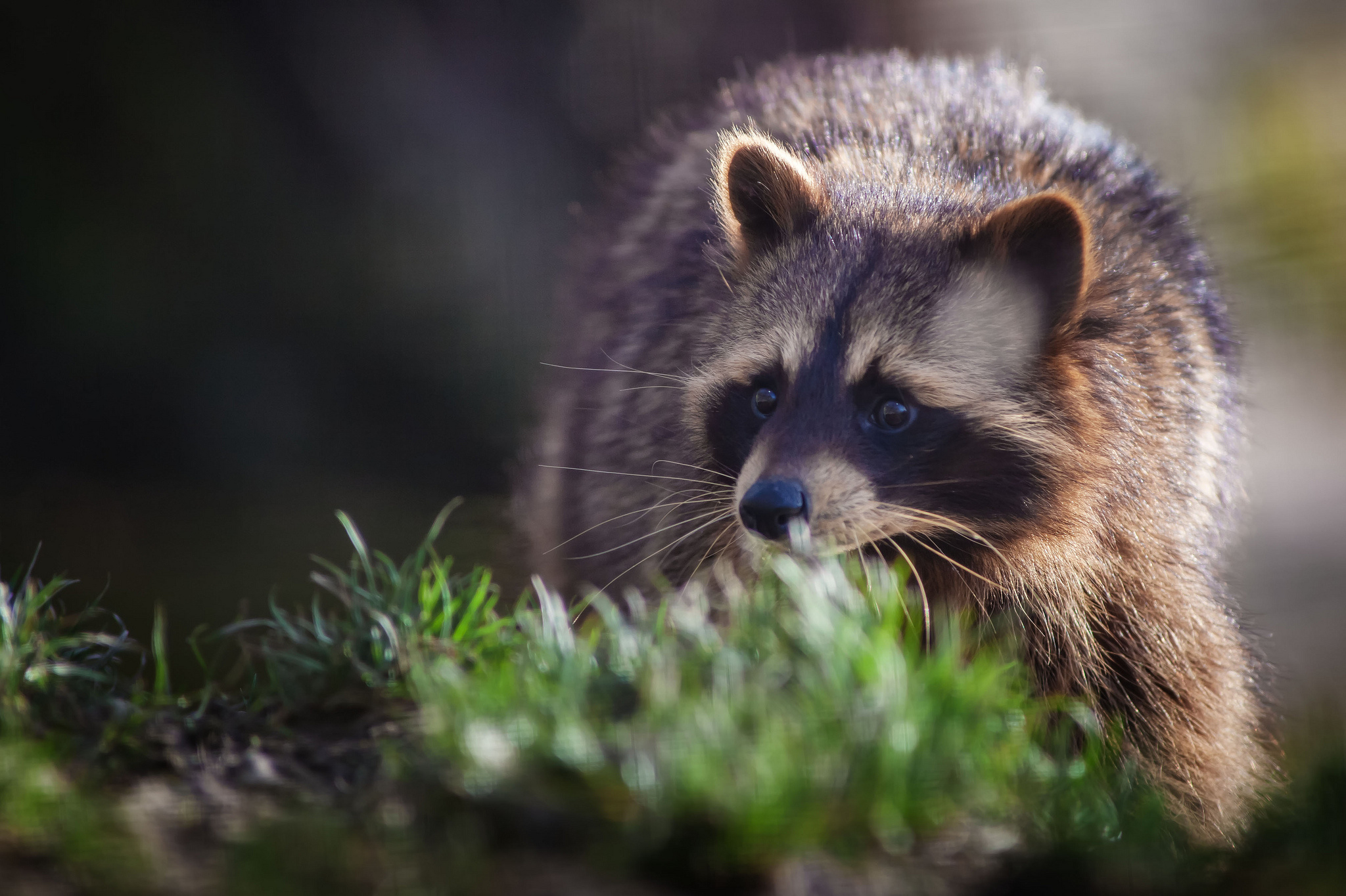 2048x1365 210+ Raccoon HD Wallpapers and Backgrounds