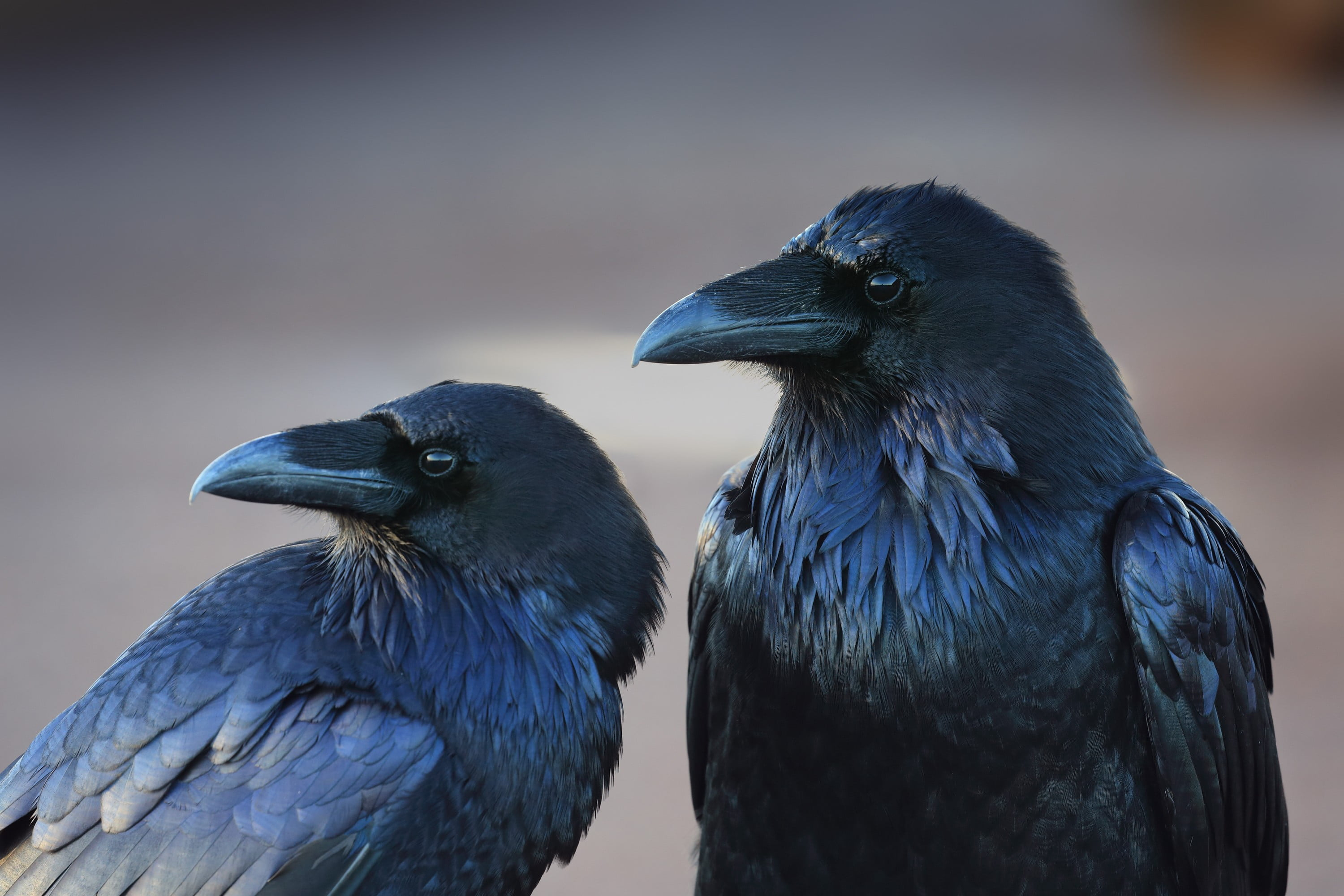 3000x2000 Blue and black bird figurine, animals, birds, crow, raven HD wallpaper |