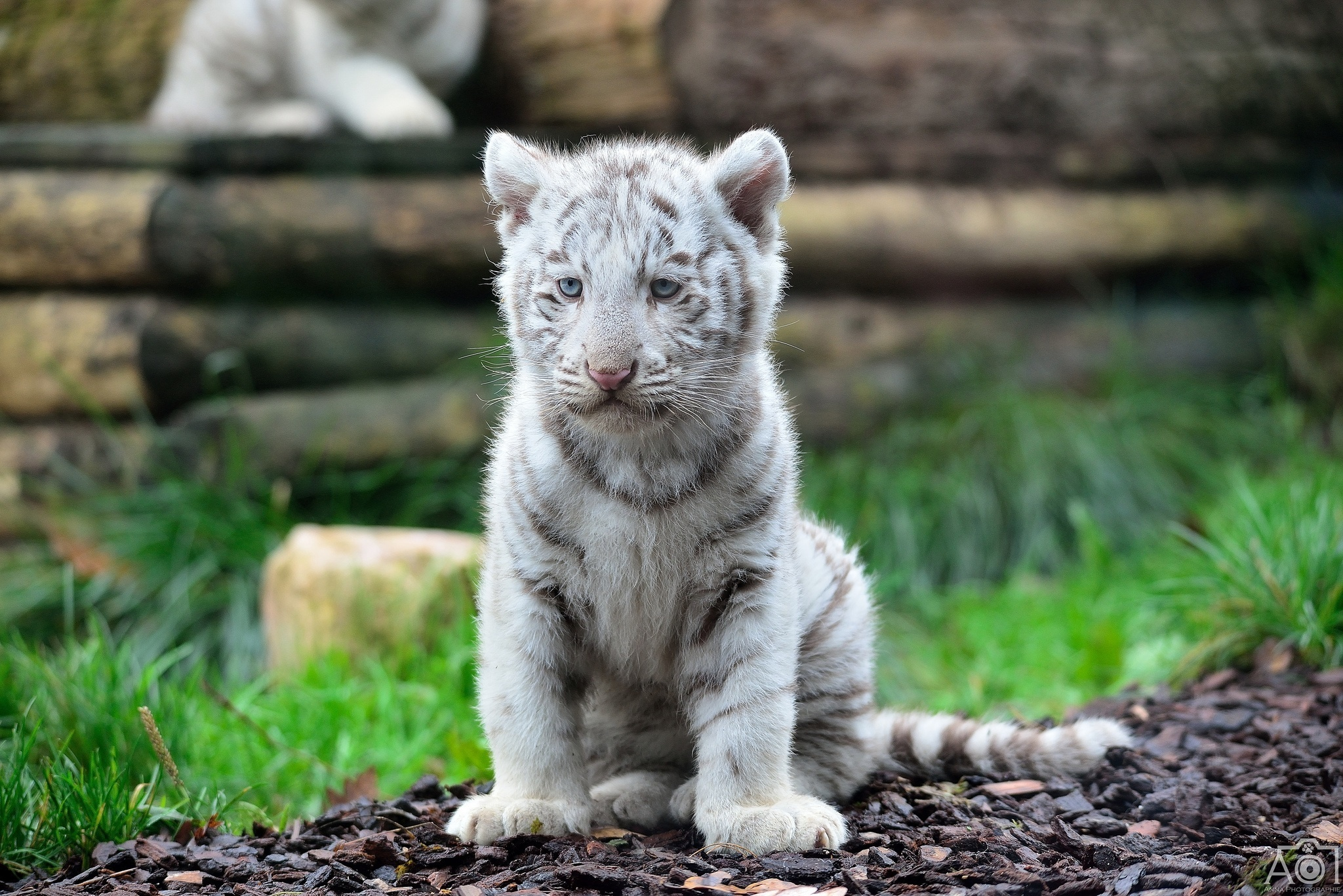 2048x1367 Wallpaper : white tiger, tiger cub, wild cat, predator CoolWallpapers 1011826 HD Wallpapers