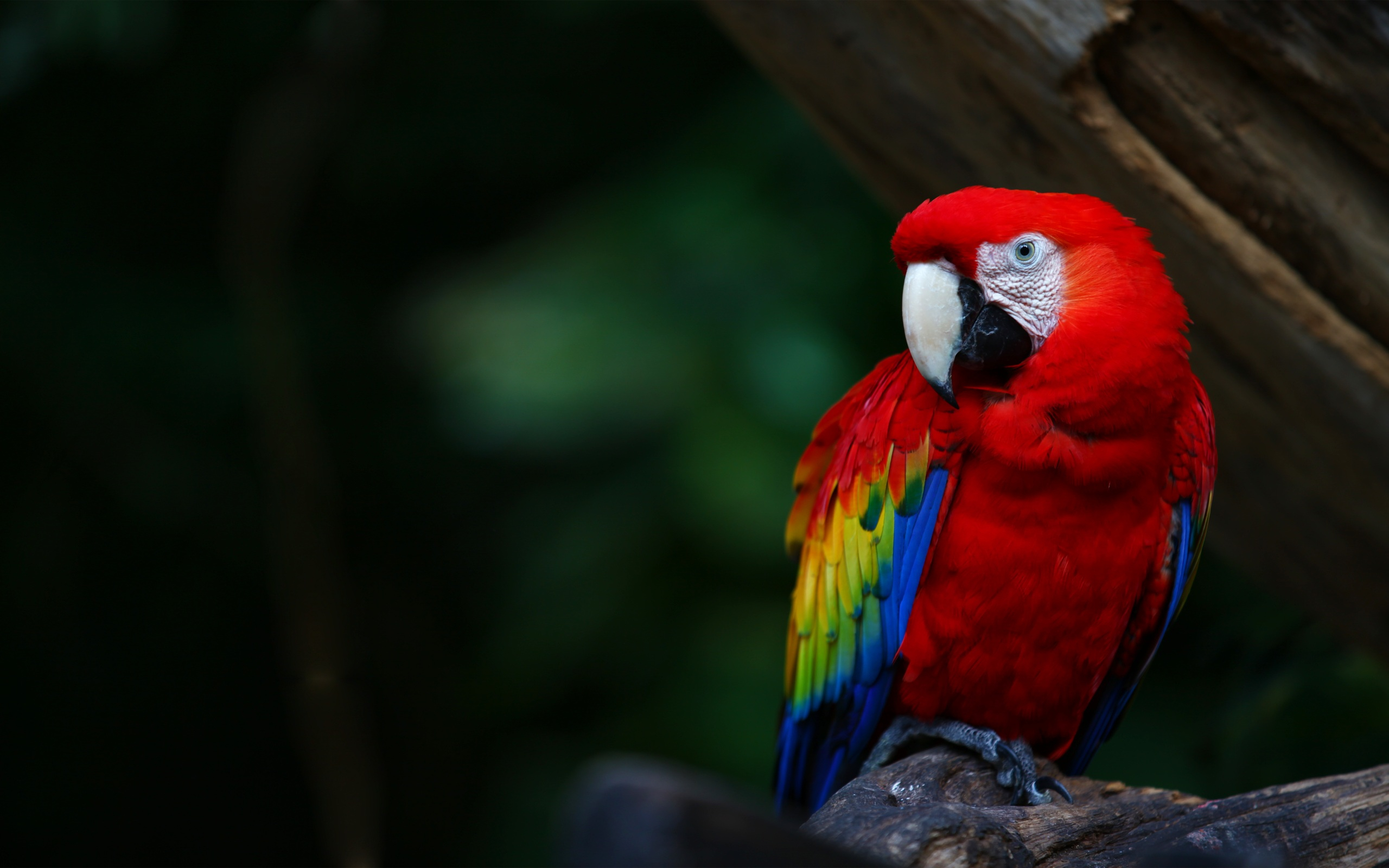 2560x1600 parrot Wallpapers HD / Desktop and Mobile Backgrounds