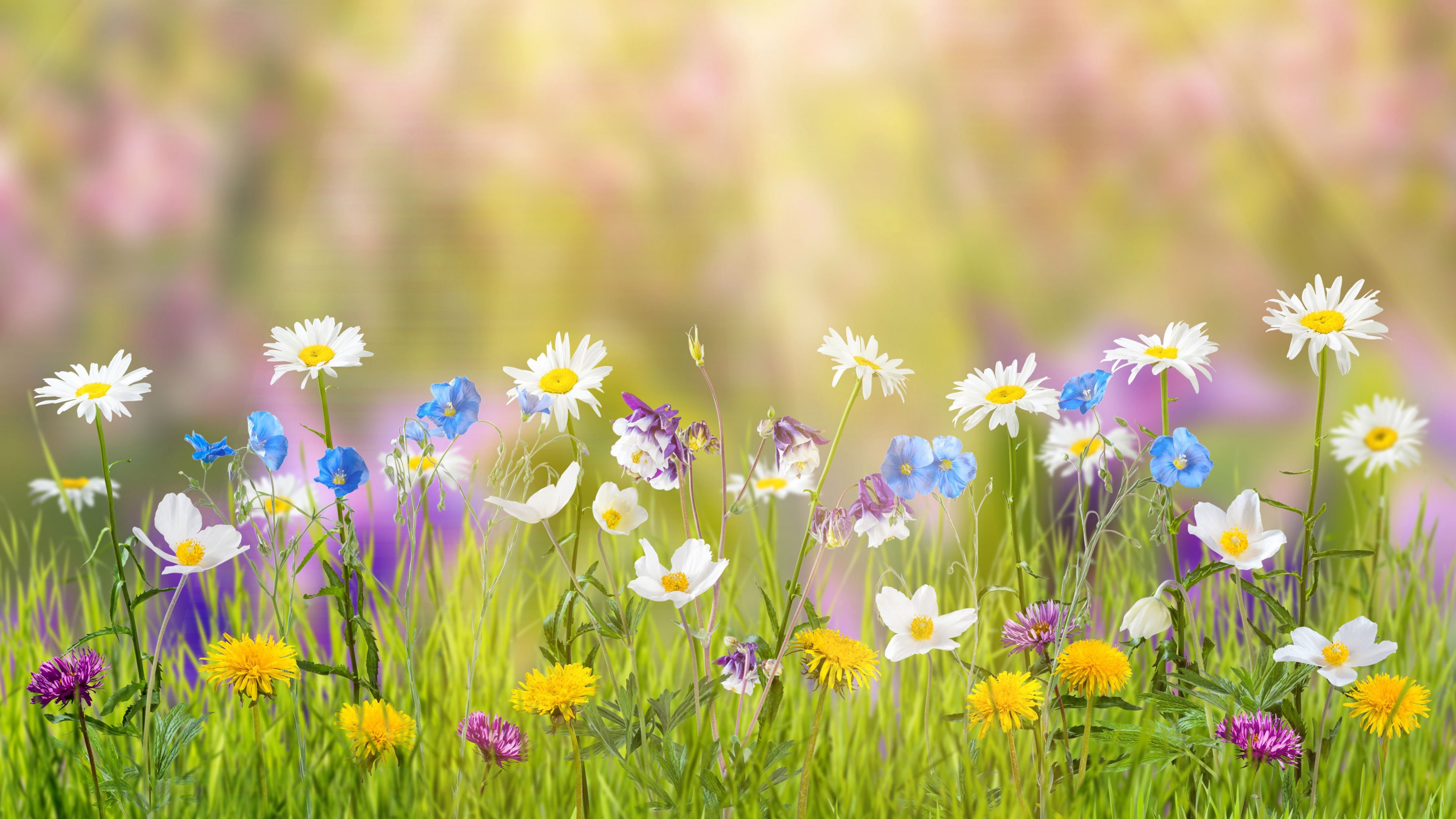 3840x2160 Spring Flowers Ultra HD Wallpapers