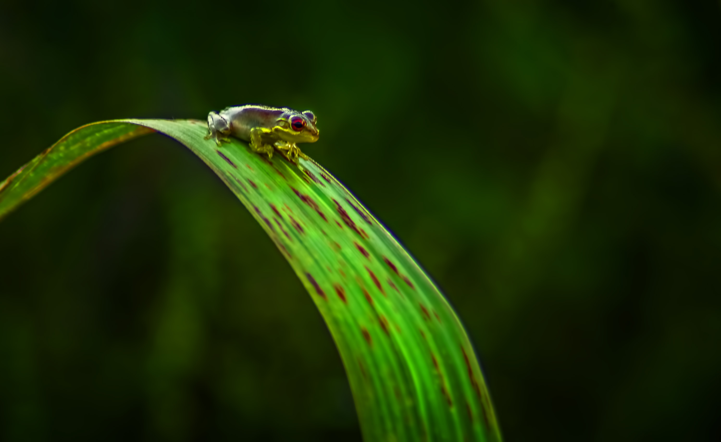 3000x1839 Tree Frog Photos, Download Free Tree Frog Stock Photos \u0026 HD Images
