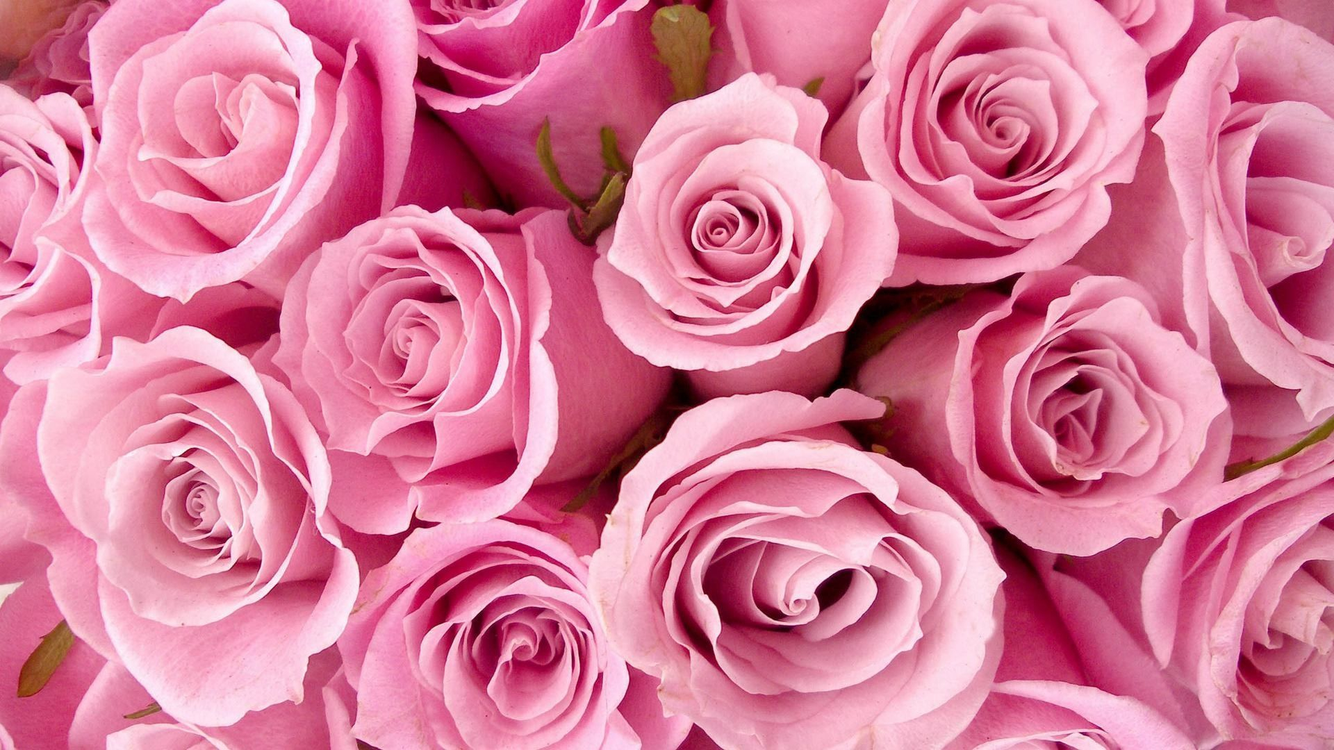 1920x1080 Pink Roses HD Wallpapers Top Free Pink Roses HD Backgrounds