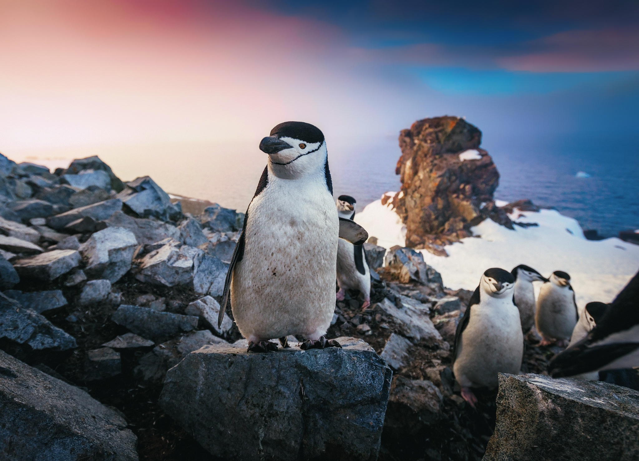 2048x1478 Chinstrap Penguin, HD Animals, 4k Wallpapers, Images, Backgrounds, Photos and Pictures