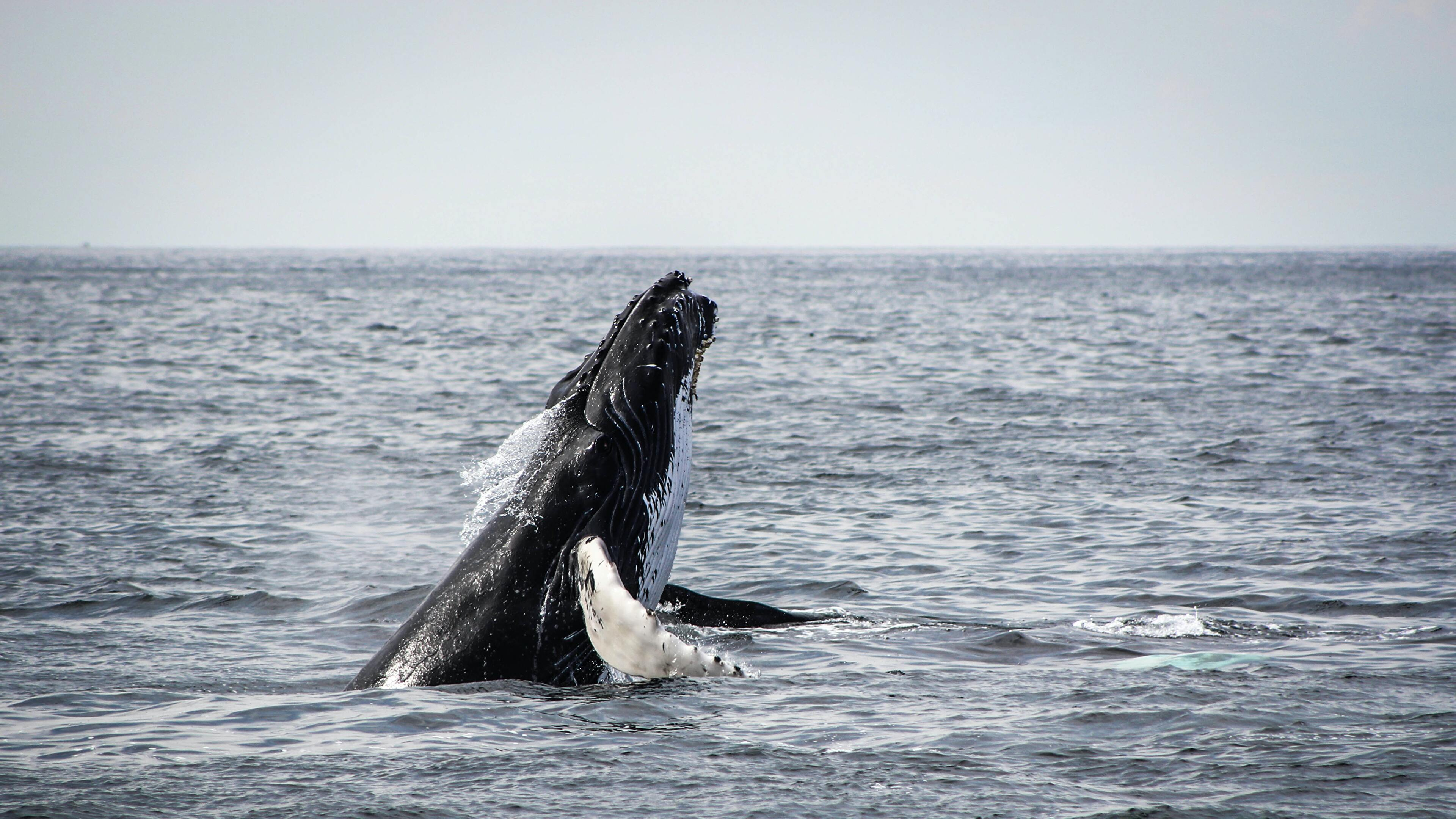 3840x2160 Humpback whale breaching (Photo credit to Jon Eckert) [3840 x 2160] : r/ wallpaper