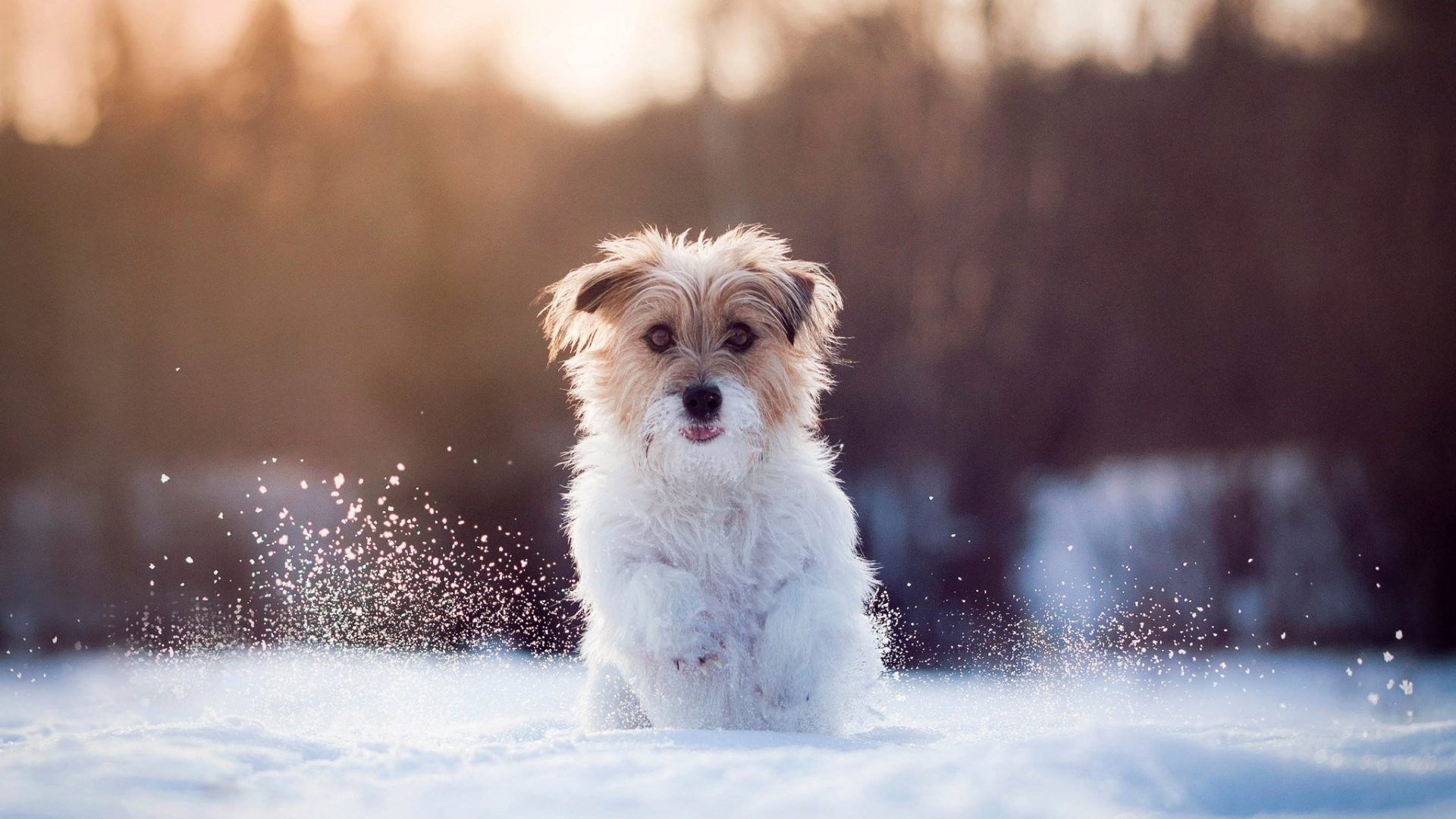 1920x1080 Winter Dog Wallpapers Top Free Winter Dog Backgrounds